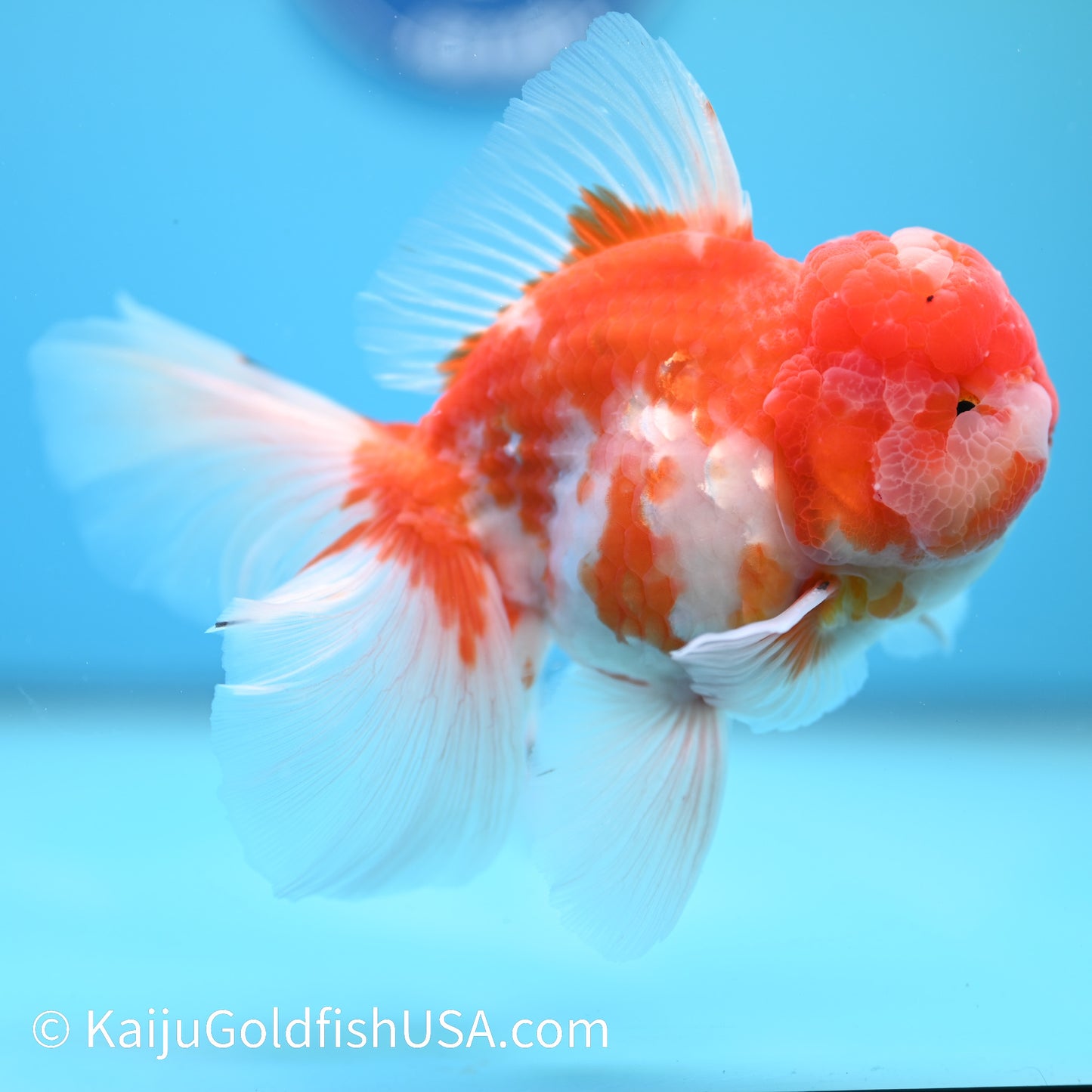 Heavy Sakura Rose Tail Oranda 5-5.5 inches (240202_OR01) - Kaiju Goldfish USA