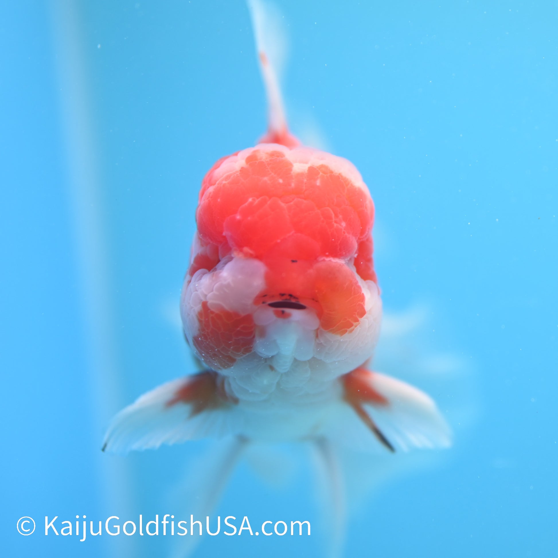 Heavy Sakura Rose Tail Oranda 5-5.5 inches (240202_OR01) - Kaiju Goldfish USA