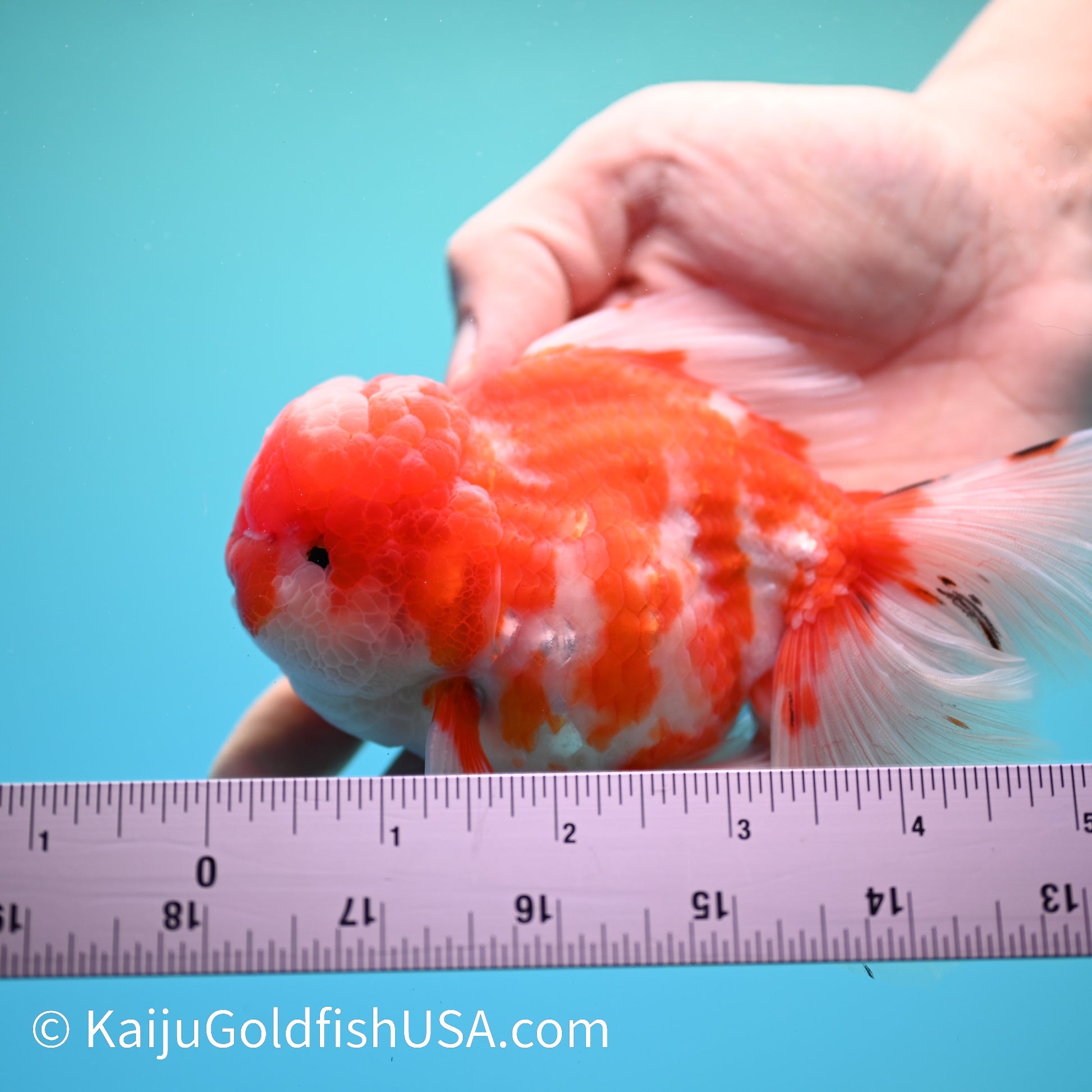 Heavy Sakura Rose Tail Oranda 5-5.5 inches (240202_OR01) - Kaiju Goldfish USA