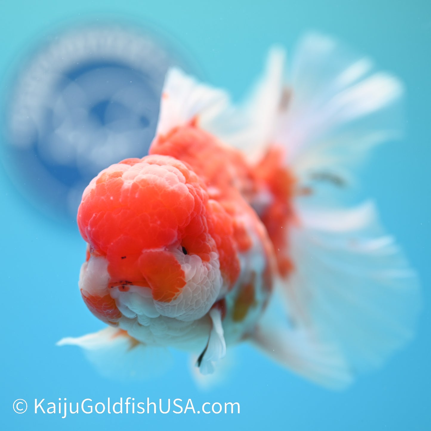 Heavy Sakura Rose Tail Oranda 5-5.5 inches (240202_OR01) - Kaiju Goldfish USA