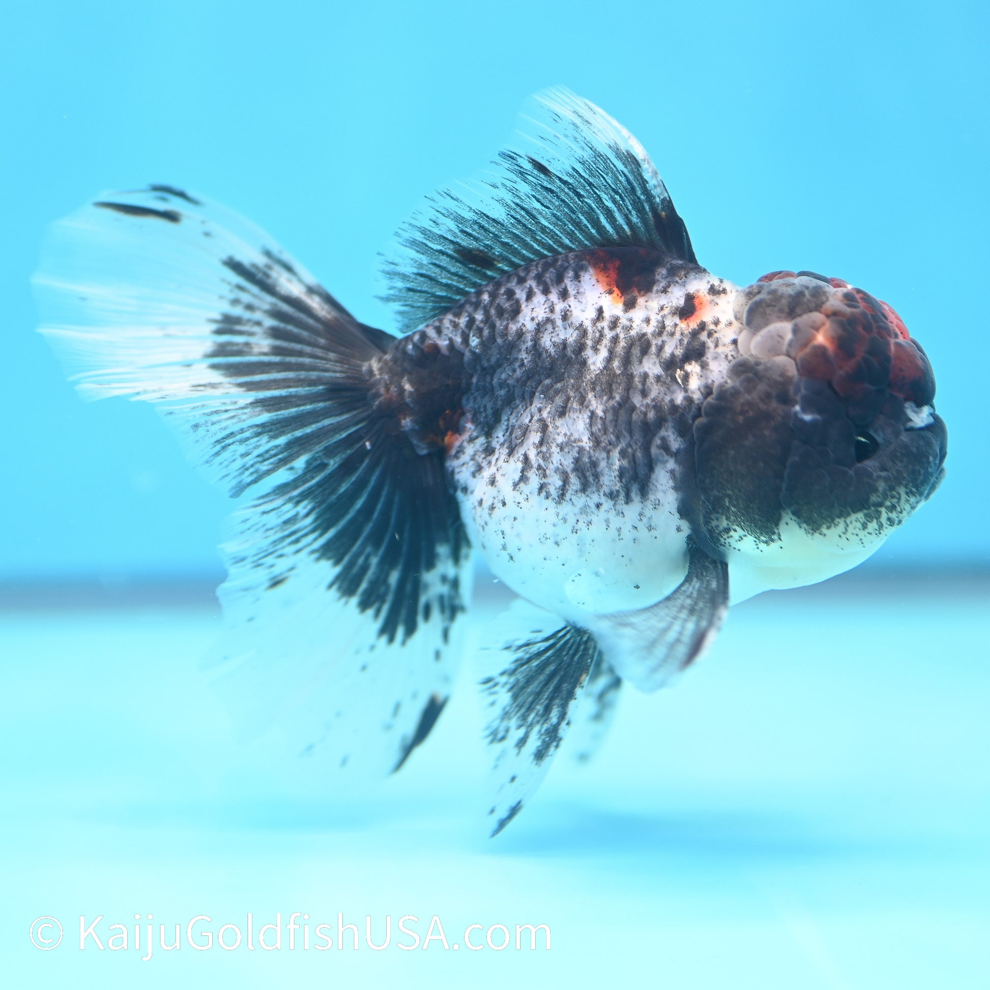 Granite Lava Head Rose Tail Oranda 5-5.5 inches (240202_OR02) - Kaiju Goldfish USA