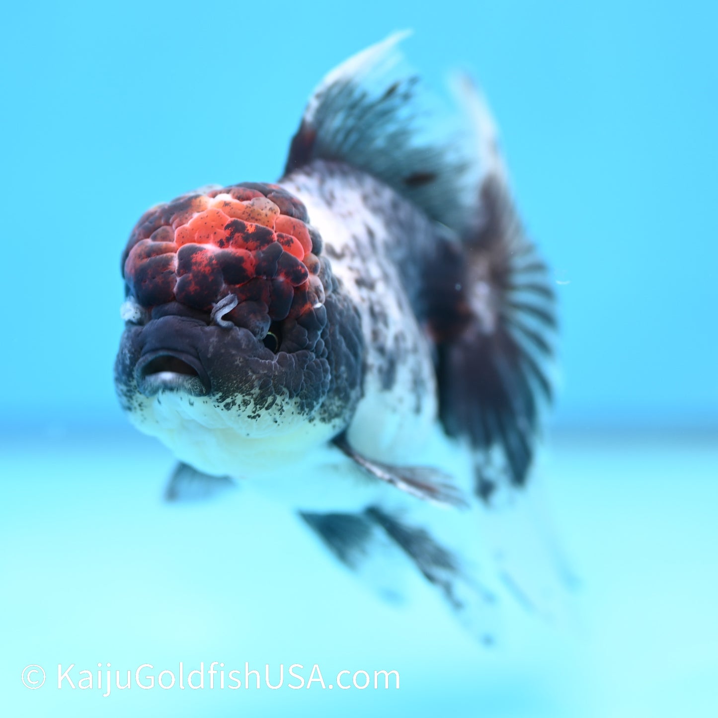 Granite Lava Head Rose Tail Oranda 5-5.5 inches (240202_OR02) - Kaiju Goldfish USA