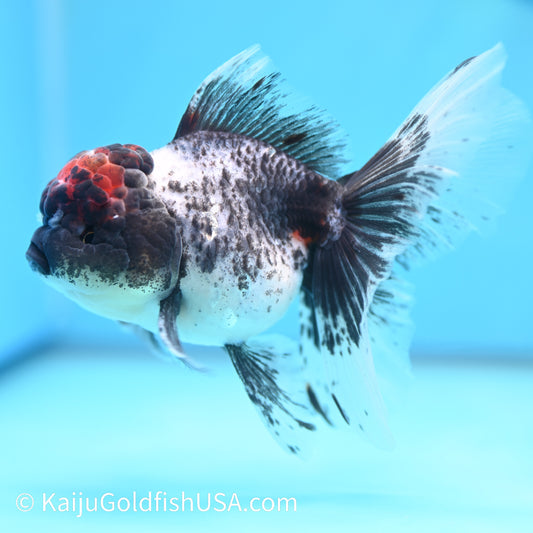 Granite Lava Head Rose Tail Oranda 5-5.5 inches (240202_OR02) - Kaiju Goldfish USA