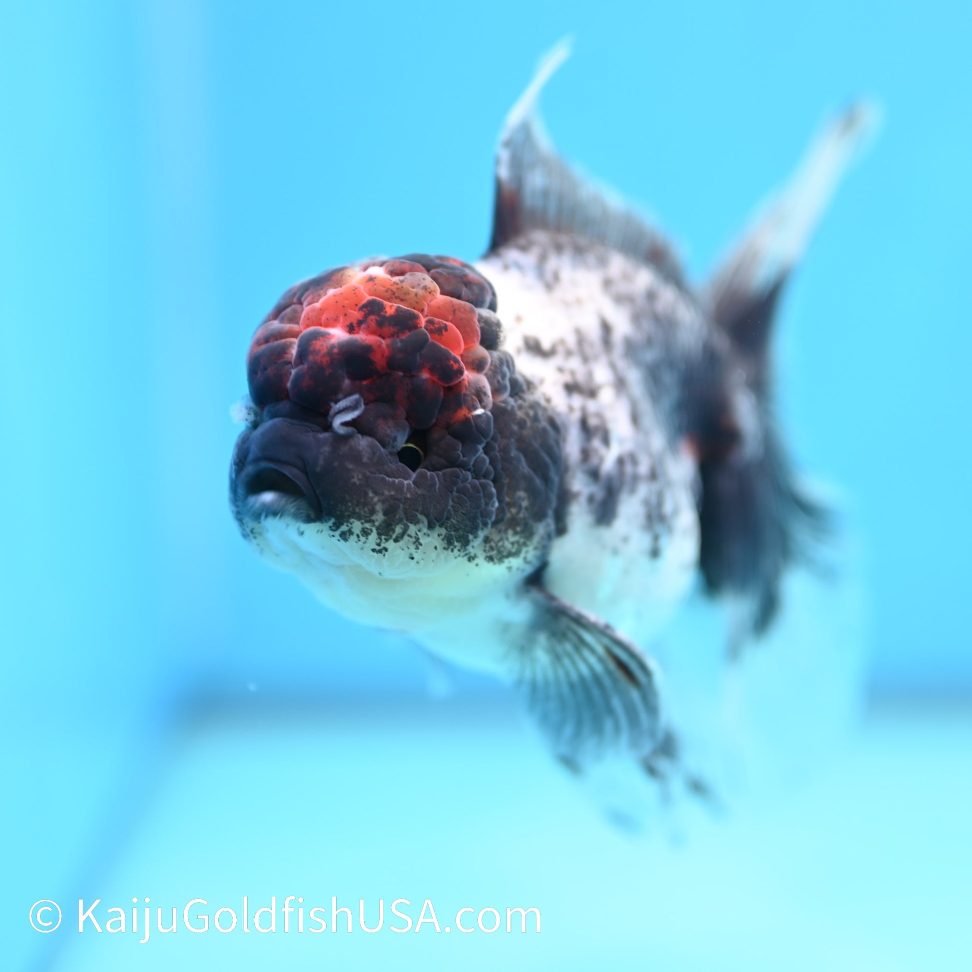 Granite Lava Head Rose Tail Oranda 5-5.5 inches (240202_OR02) - Kaiju Goldfish USA