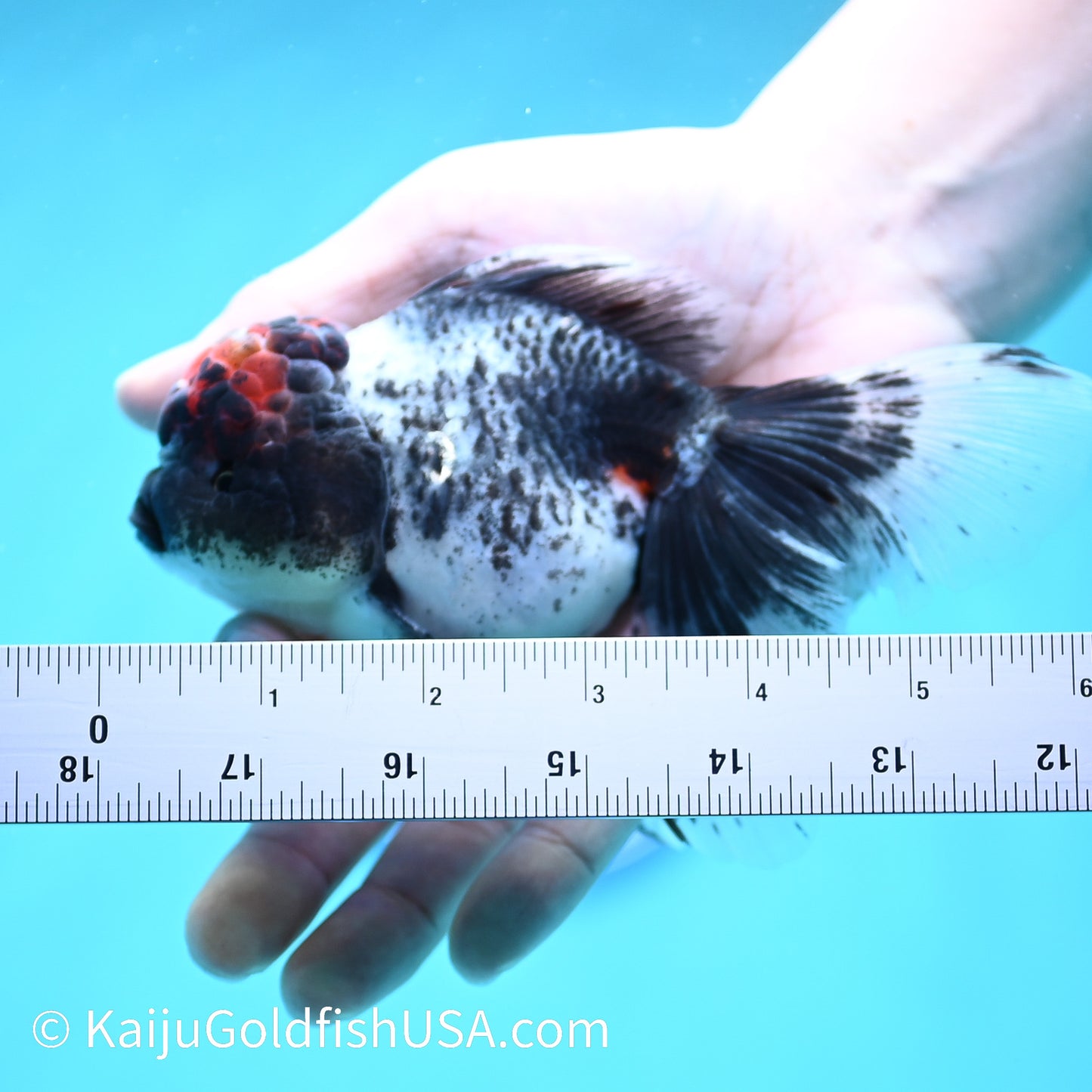 Granite Lava Head Rose Tail Oranda 5-5.5 inches (240202_OR02) - Kaiju Goldfish USA