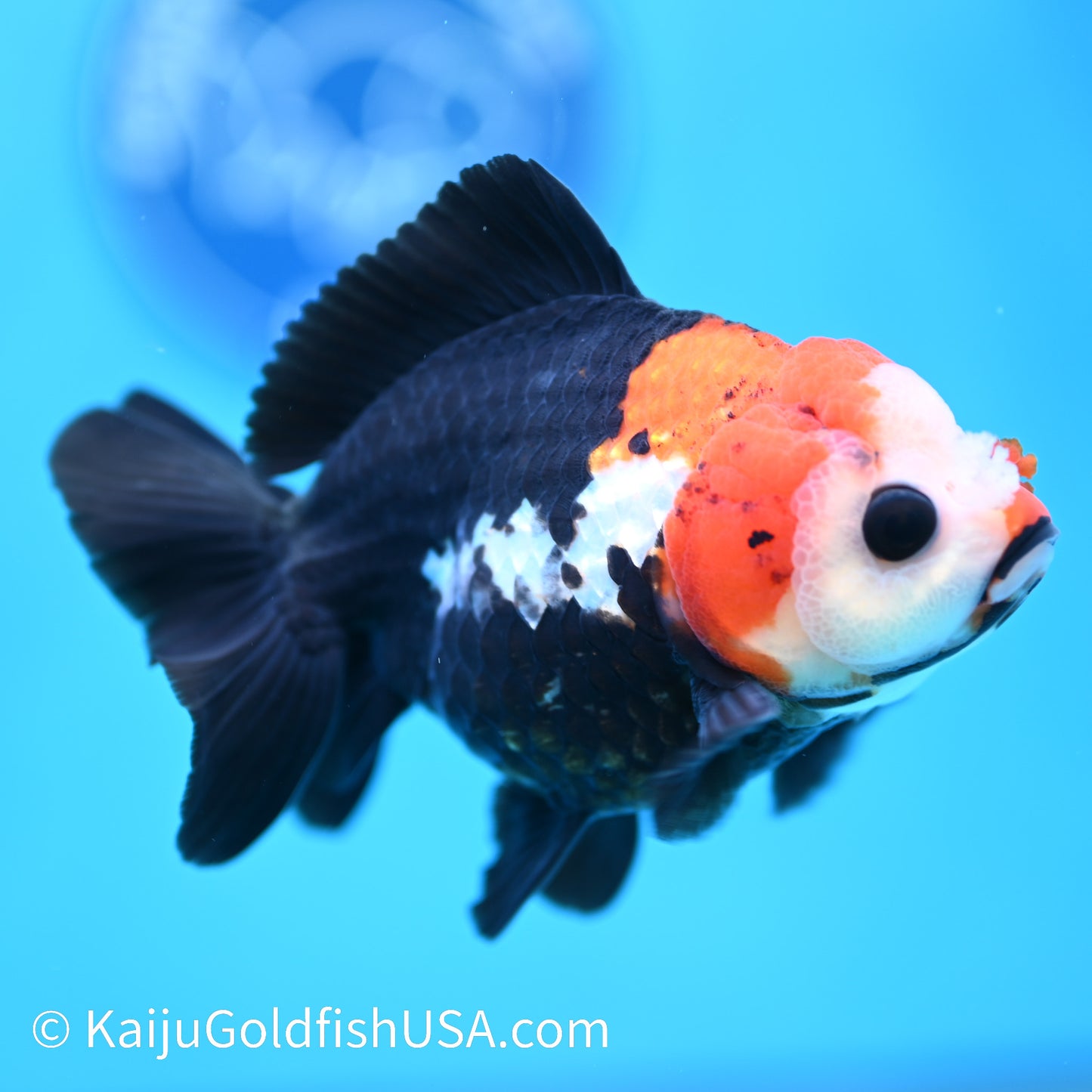 Tricolor Oranda 4.5-5 inches (240202_OR03) - Kaiju Goldfish USA