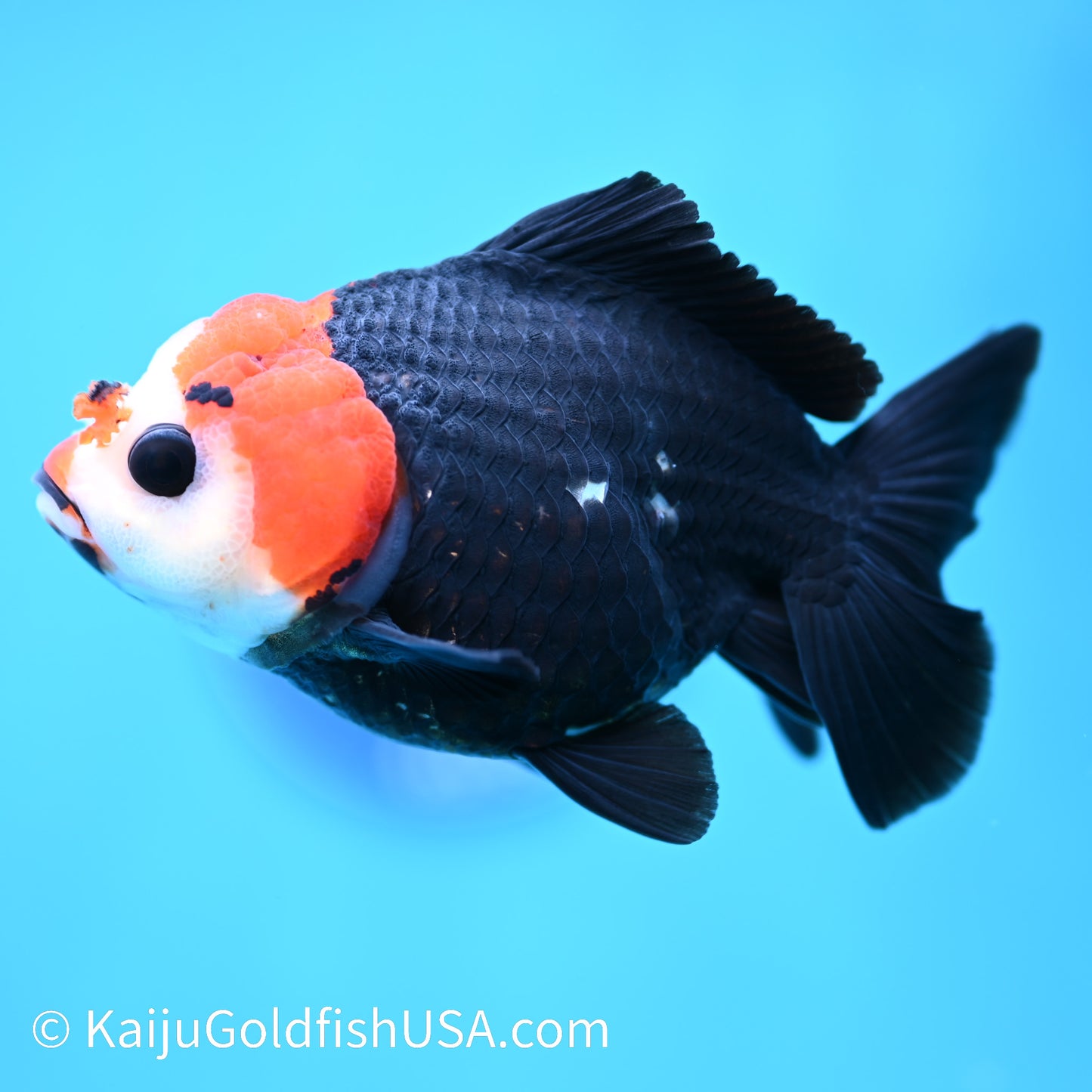 Tricolor Oranda 4.5-5 inches (240202_OR03) - Kaiju Goldfish USA