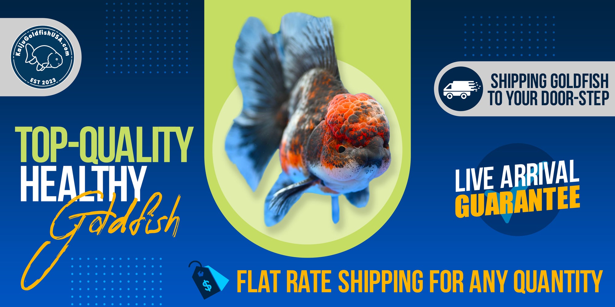 TopQuality Fancy Goldfish For Sale Kaiju Goldfish USA