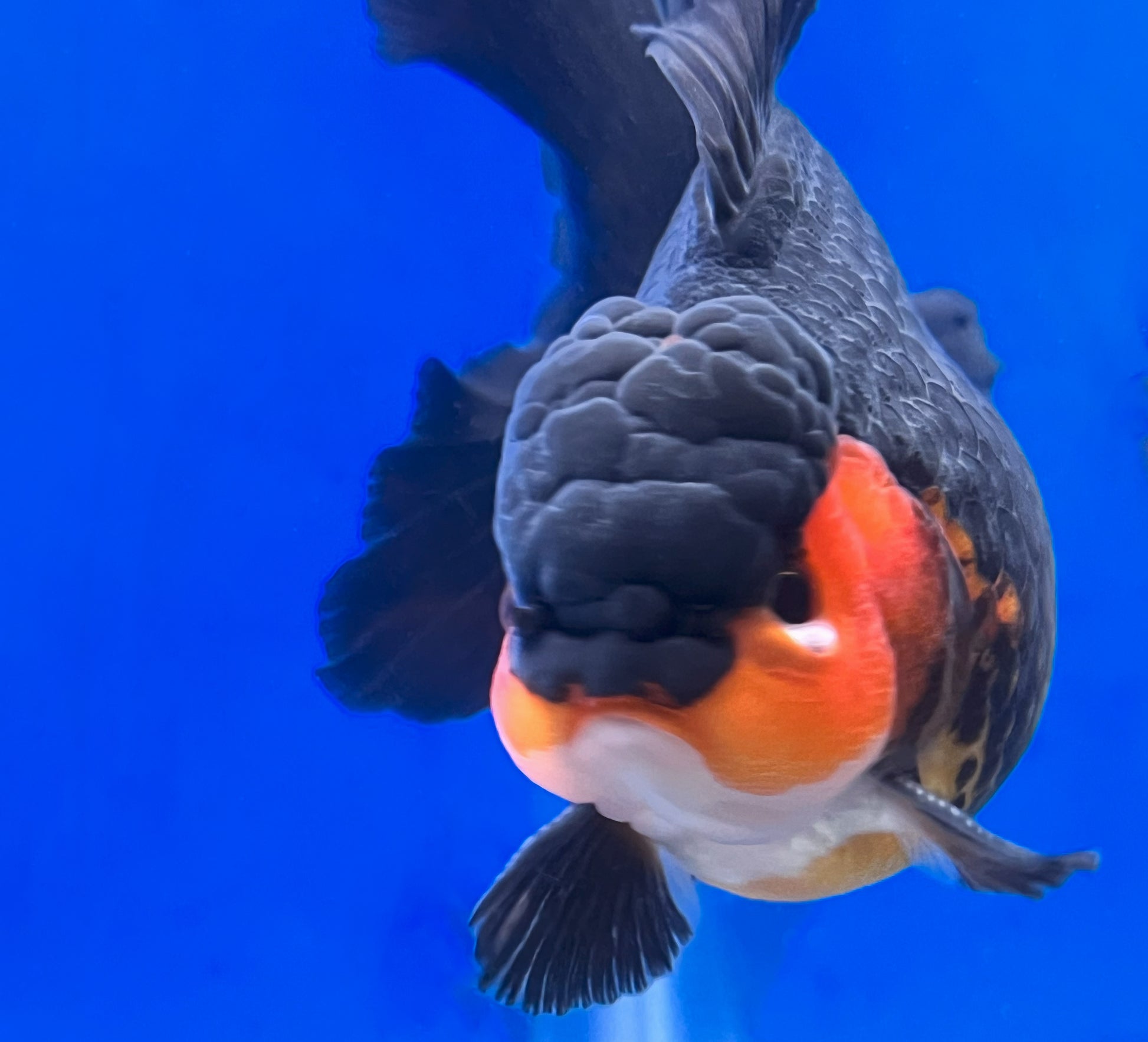 Tricolor Oranda 4 - 4.5 inches (OR-0006_01) - Kaiju Goldfish USA