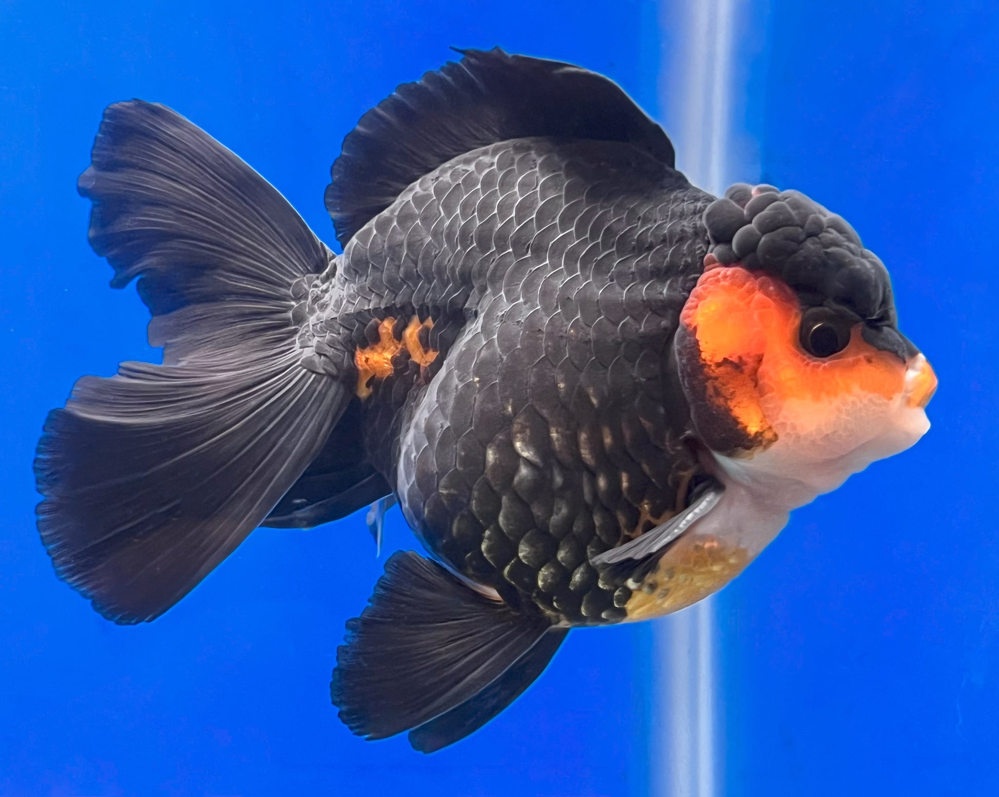 Tricolor Oranda 4 - 4.5 inches (OR-0006_01) - Kaiju Goldfish USA