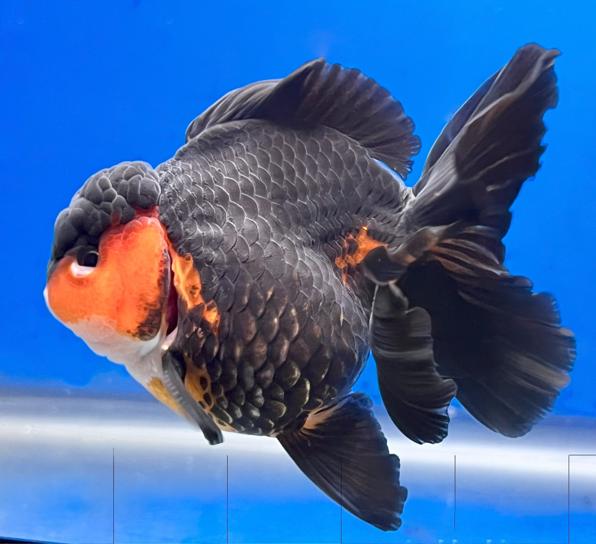 Tricolor Oranda 4 - 4.5 inches (OR-0006_01) - Kaiju Goldfish USA