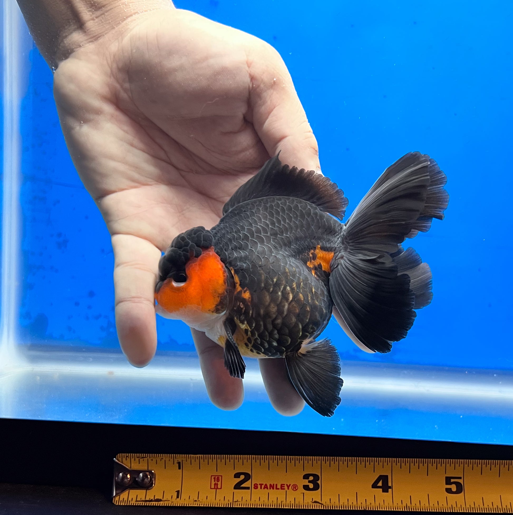 Tricolor Oranda 4 - 4.5 inches (OR-0006_01) - Kaiju Goldfish USA