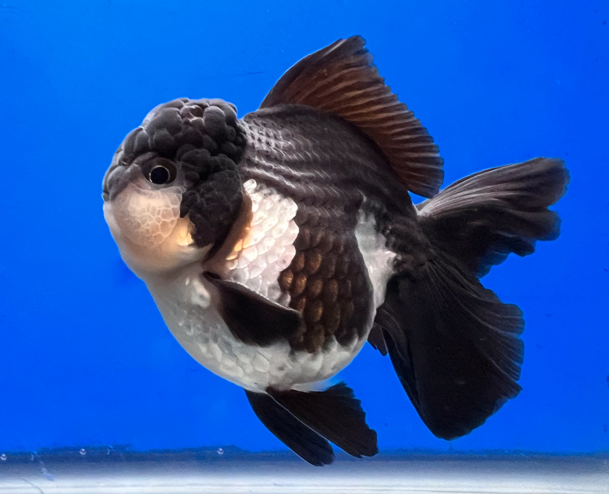 Panda Oranda Goldfish for Sale