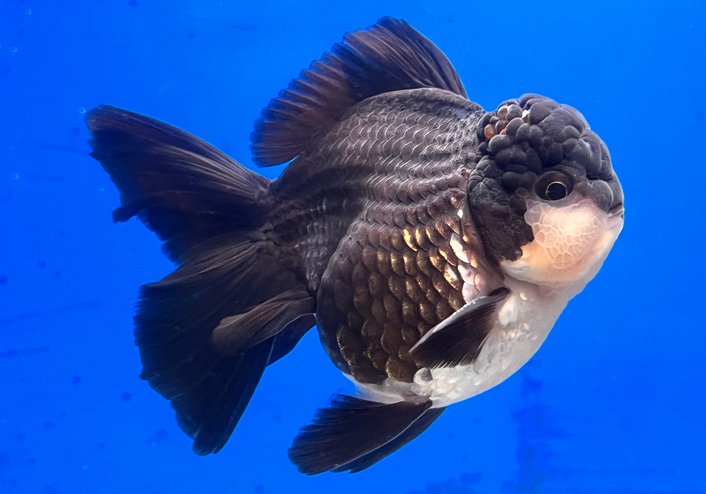 Panda Oranda Goldfish for Sale