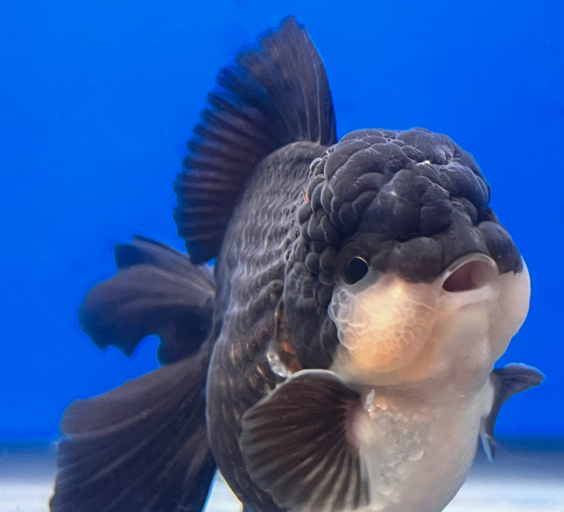 Panda Oranda Goldfish for Sale