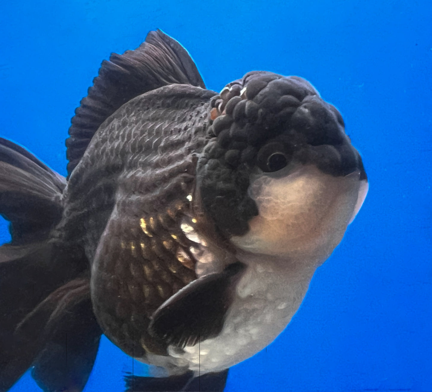 Panda Oranda Goldfish for Sale