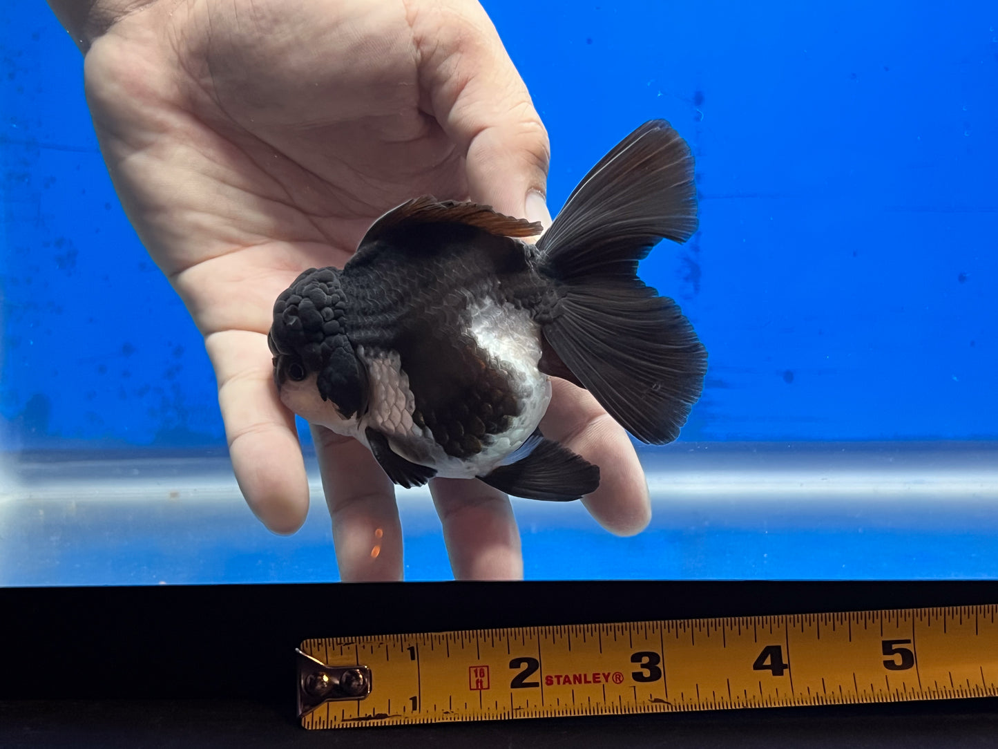 Panda Oranda Goldfish for Sale Panda Goldfish Kaiju Goldfish USA