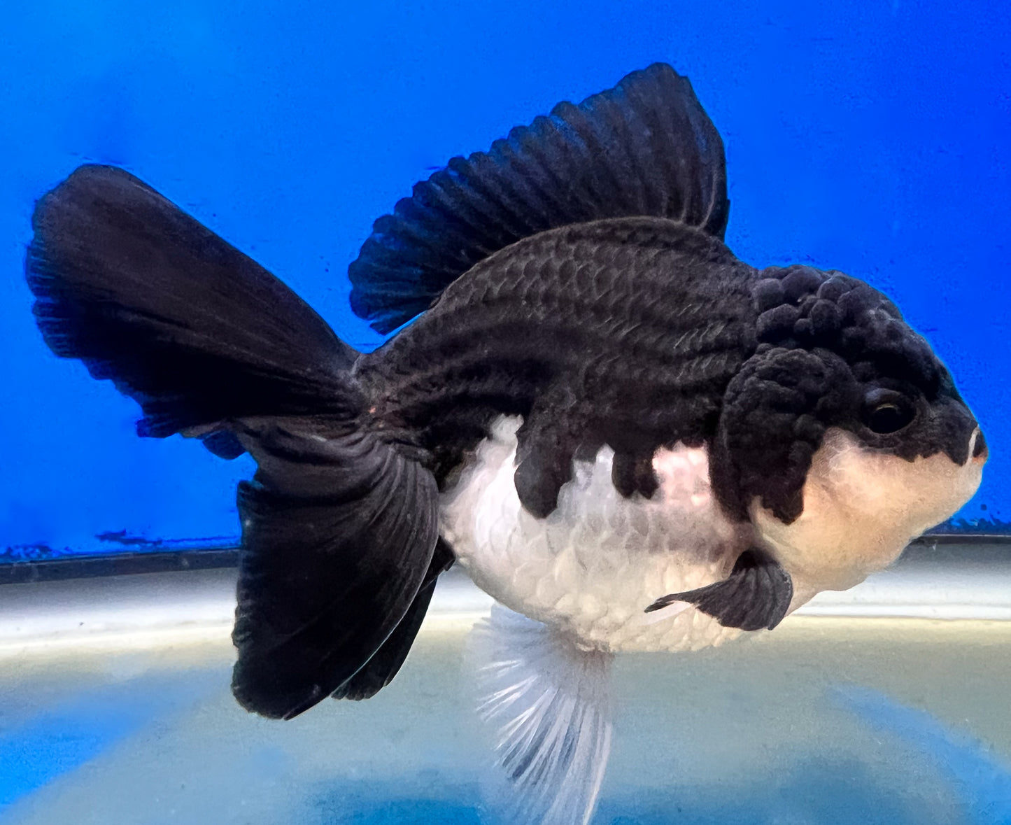 Panda Oranda 4 inches | Panda Oranda Goldfish | Kaiju Goldfish USA