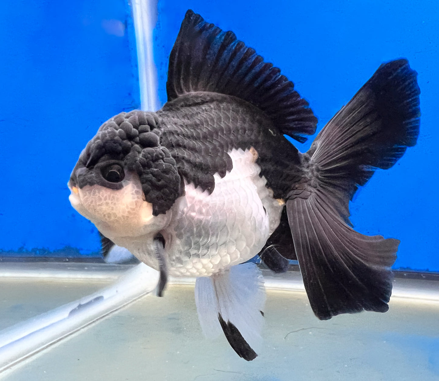 Panda Oranda 4 inches