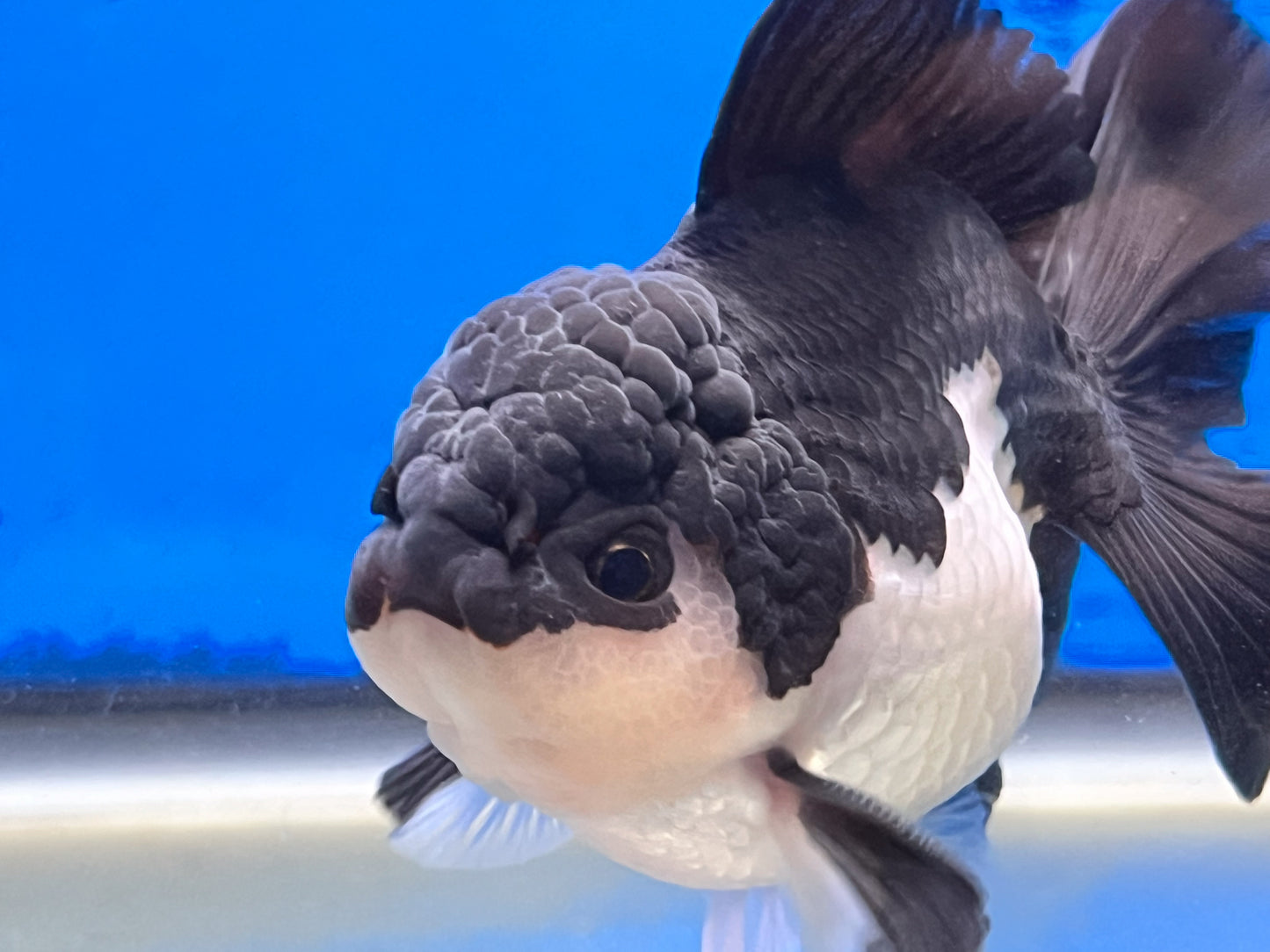 Panda Oranda 4 inches