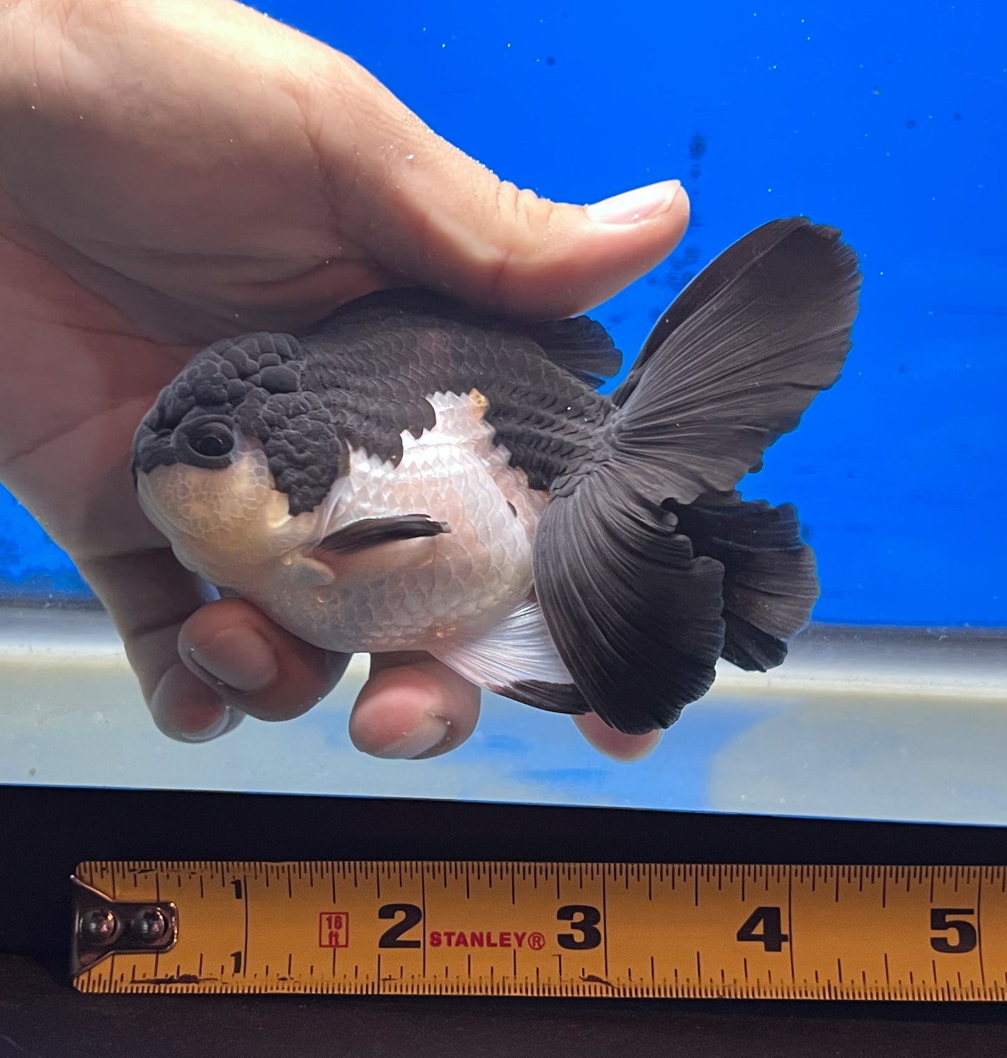 Panda Oranda 4 inches