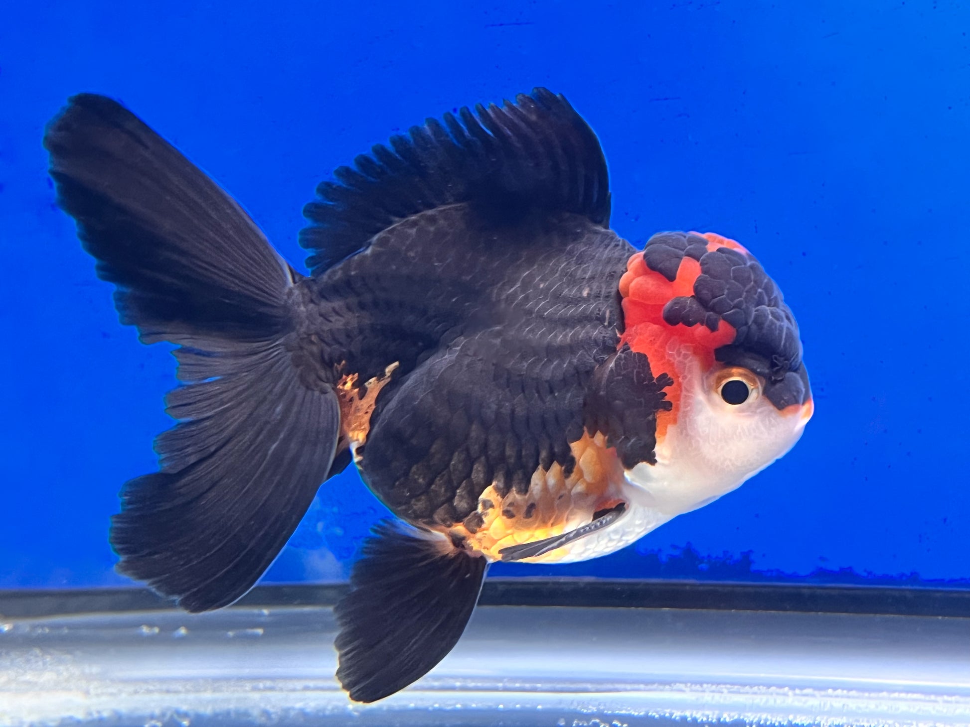 Tricolor Oranda 4 - 4.5 inches (OR-0014_01) - Kaiju Goldfish USA