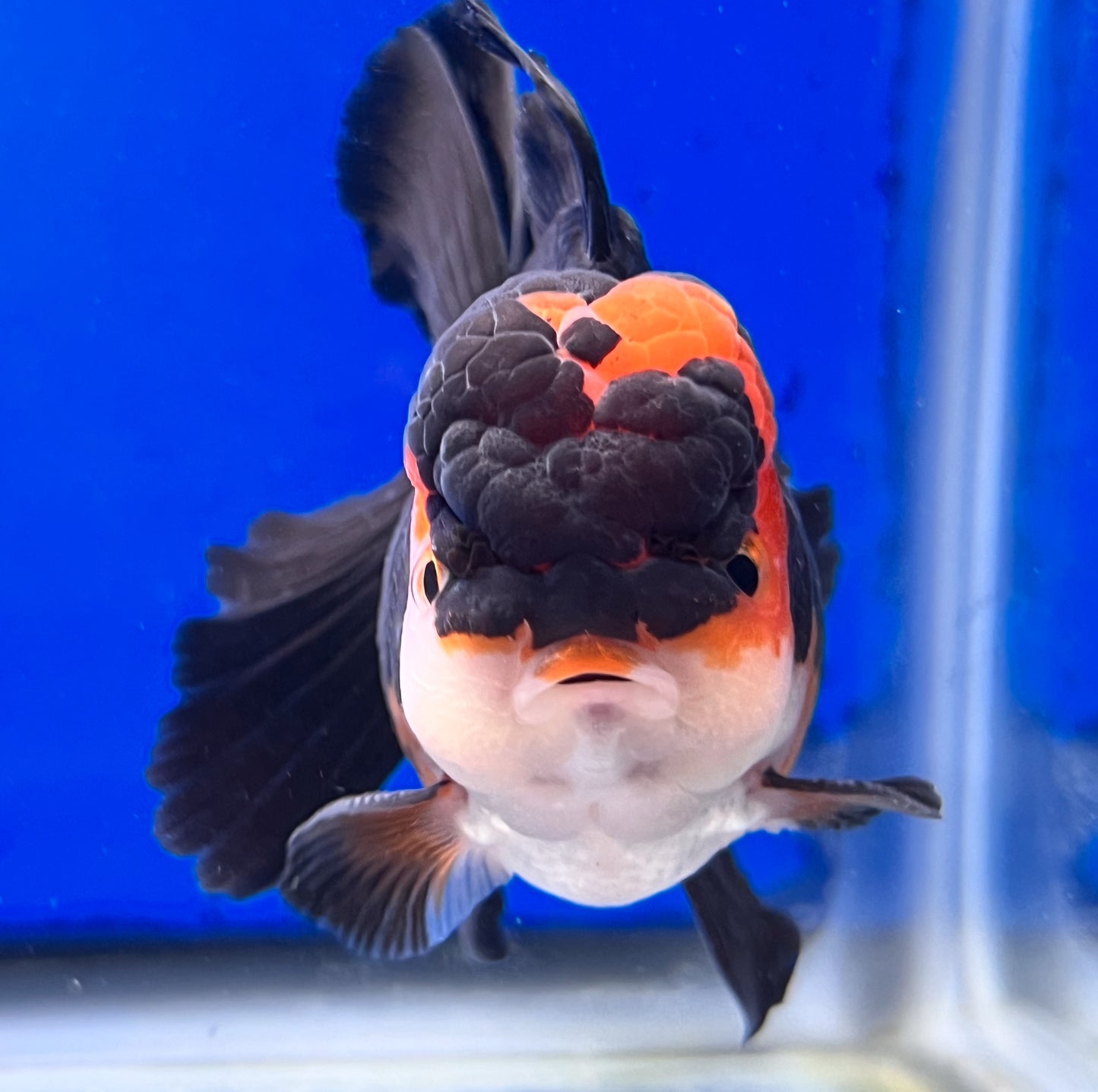 Tricolor Oranda 4 - 4.5 inches (OR-0014_01) - Kaiju Goldfish USA