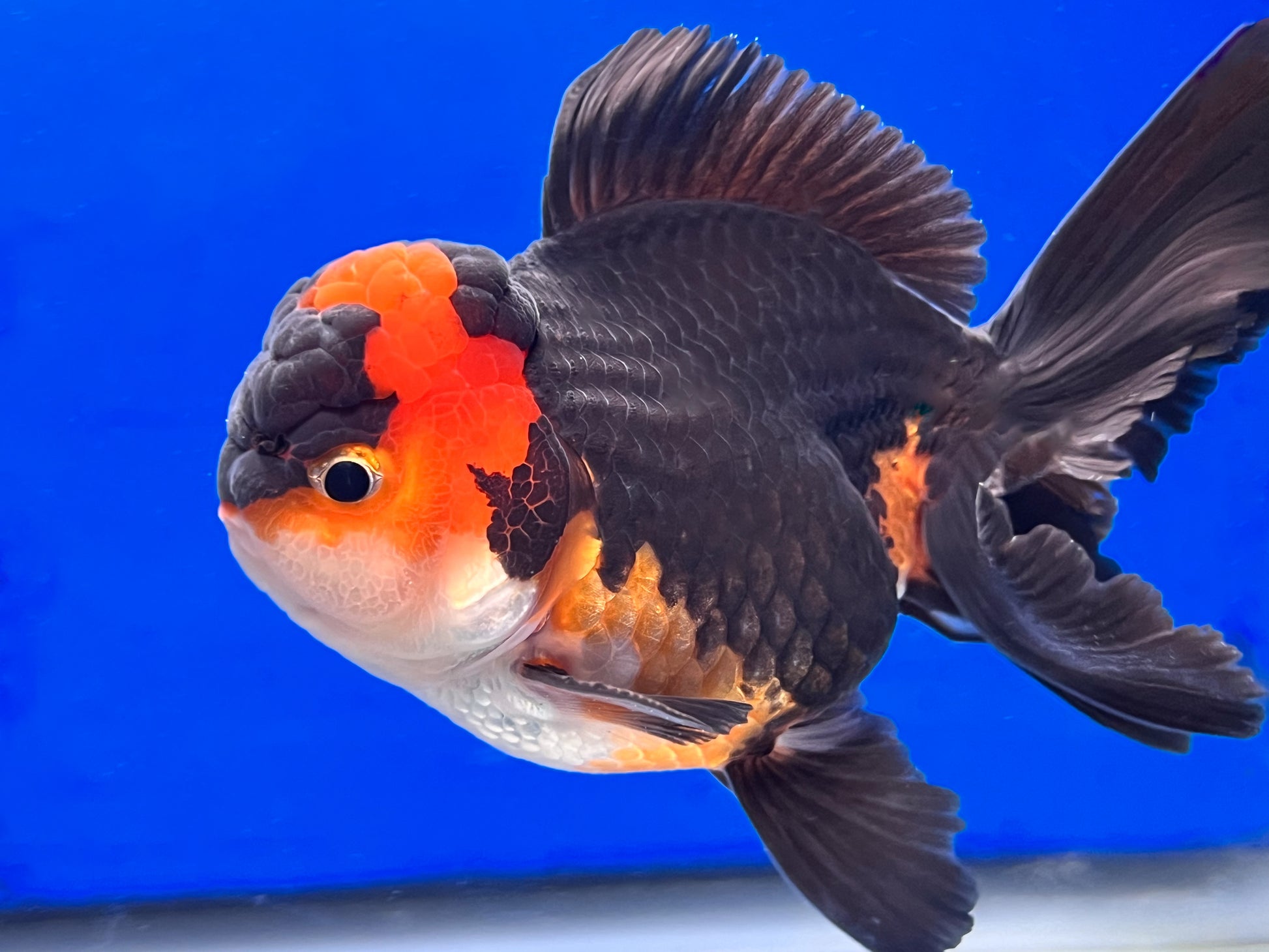 Tricolor Oranda 4 - 4.5 inches (OR-0014_01) - Kaiju Goldfish USA