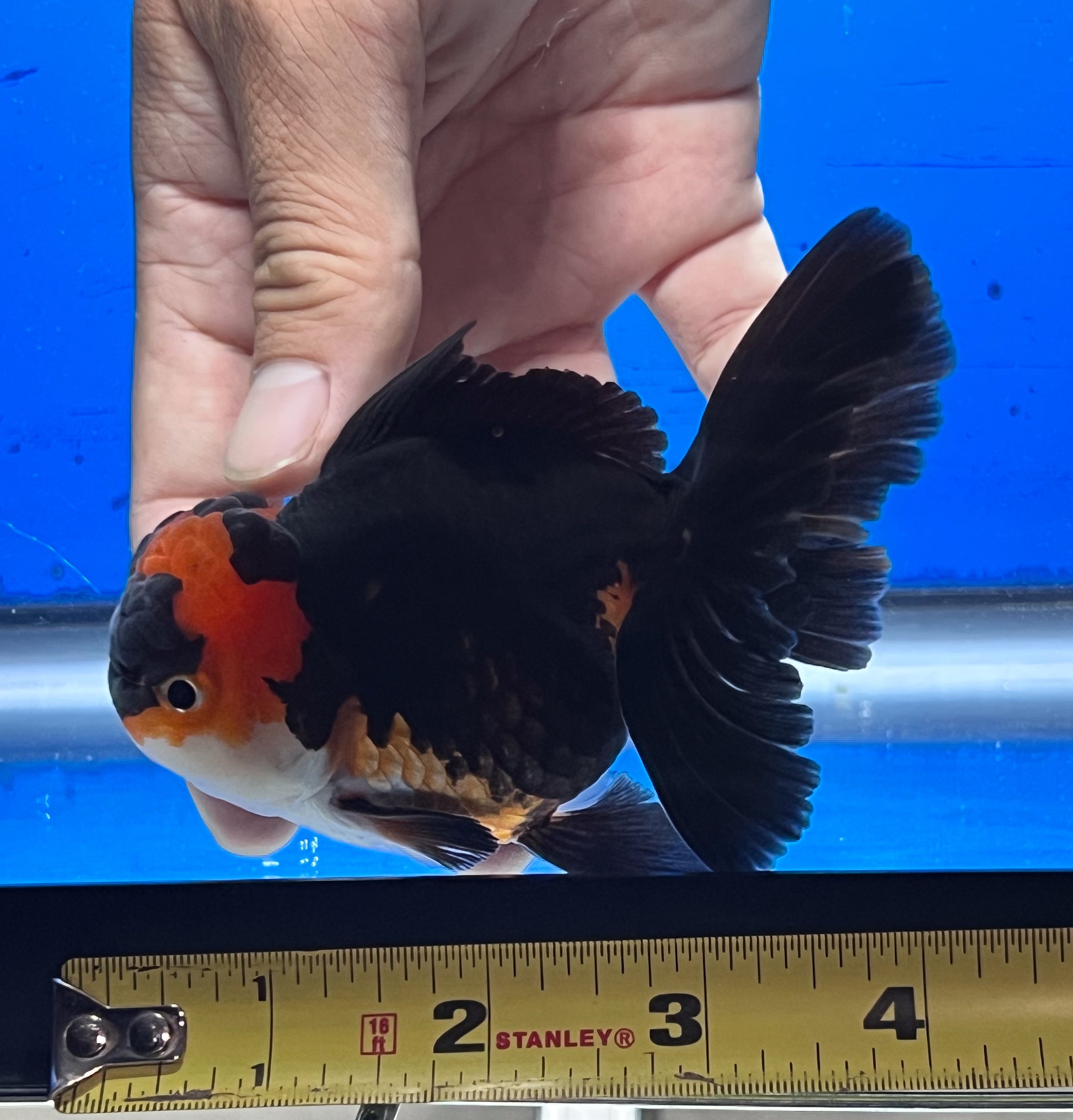 Tricolor Oranda 4 - 4.5 inches (OR-0014_01) - Kaiju Goldfish USA