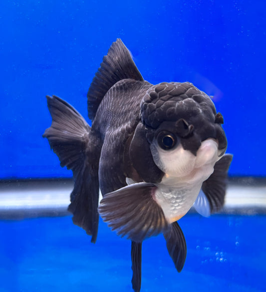 Panda Oranda Fish for Sale 