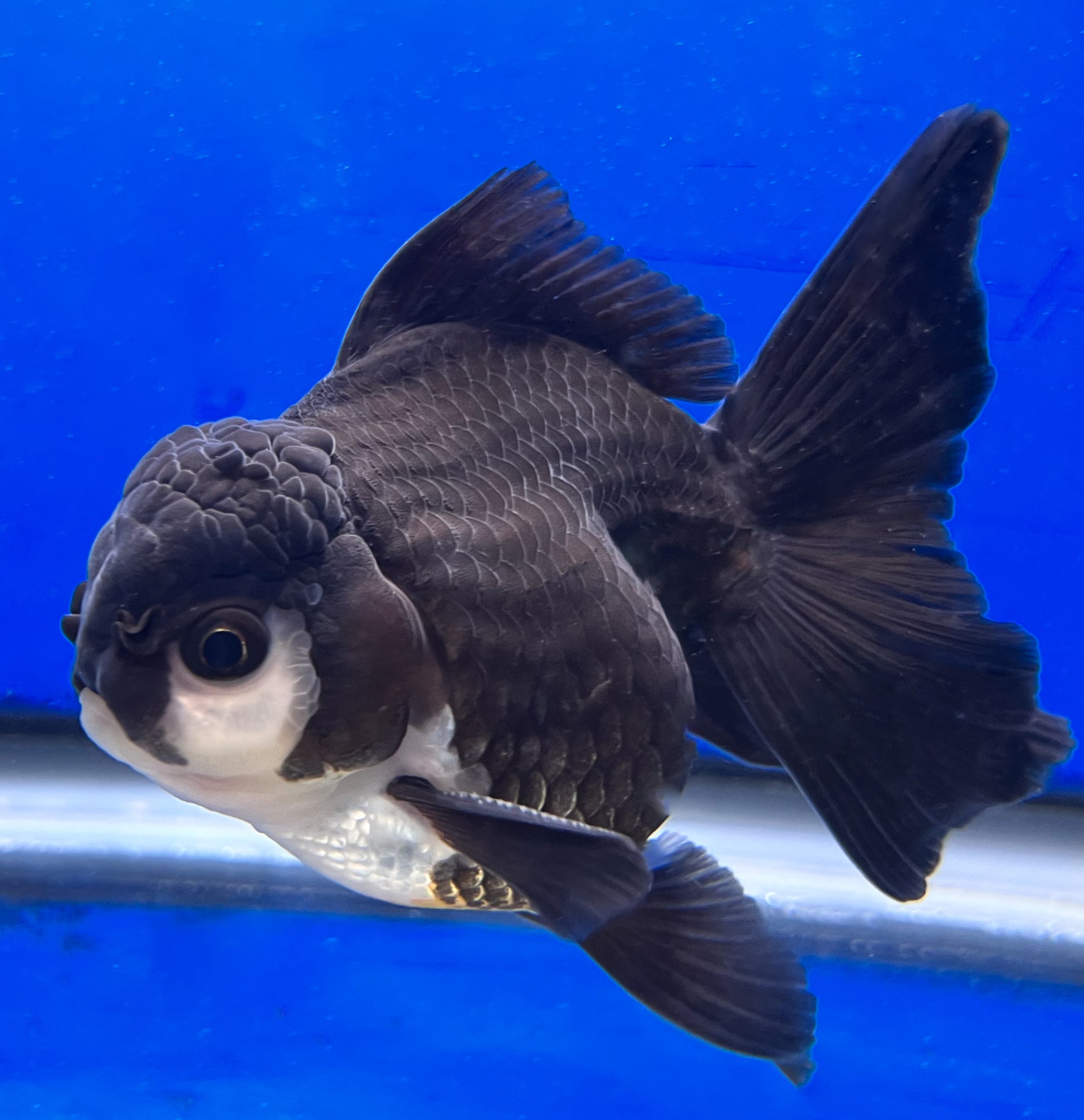 Panda Oranda Fish for Sale 