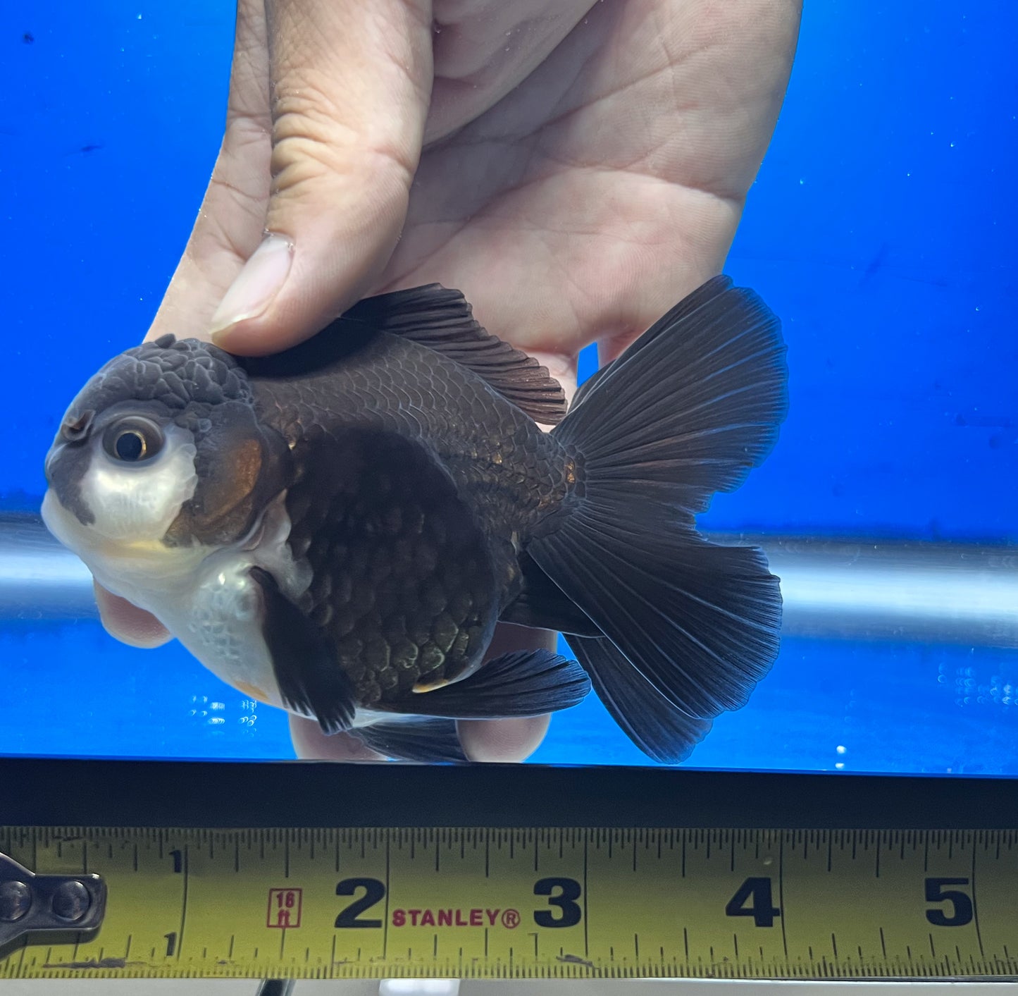 Panda Oranda Fish for Sale 