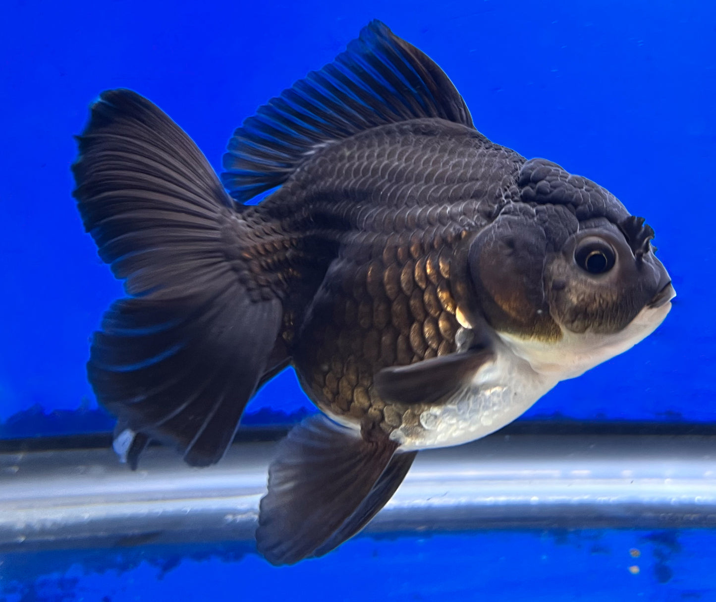 Oranda Goldfish for Sale