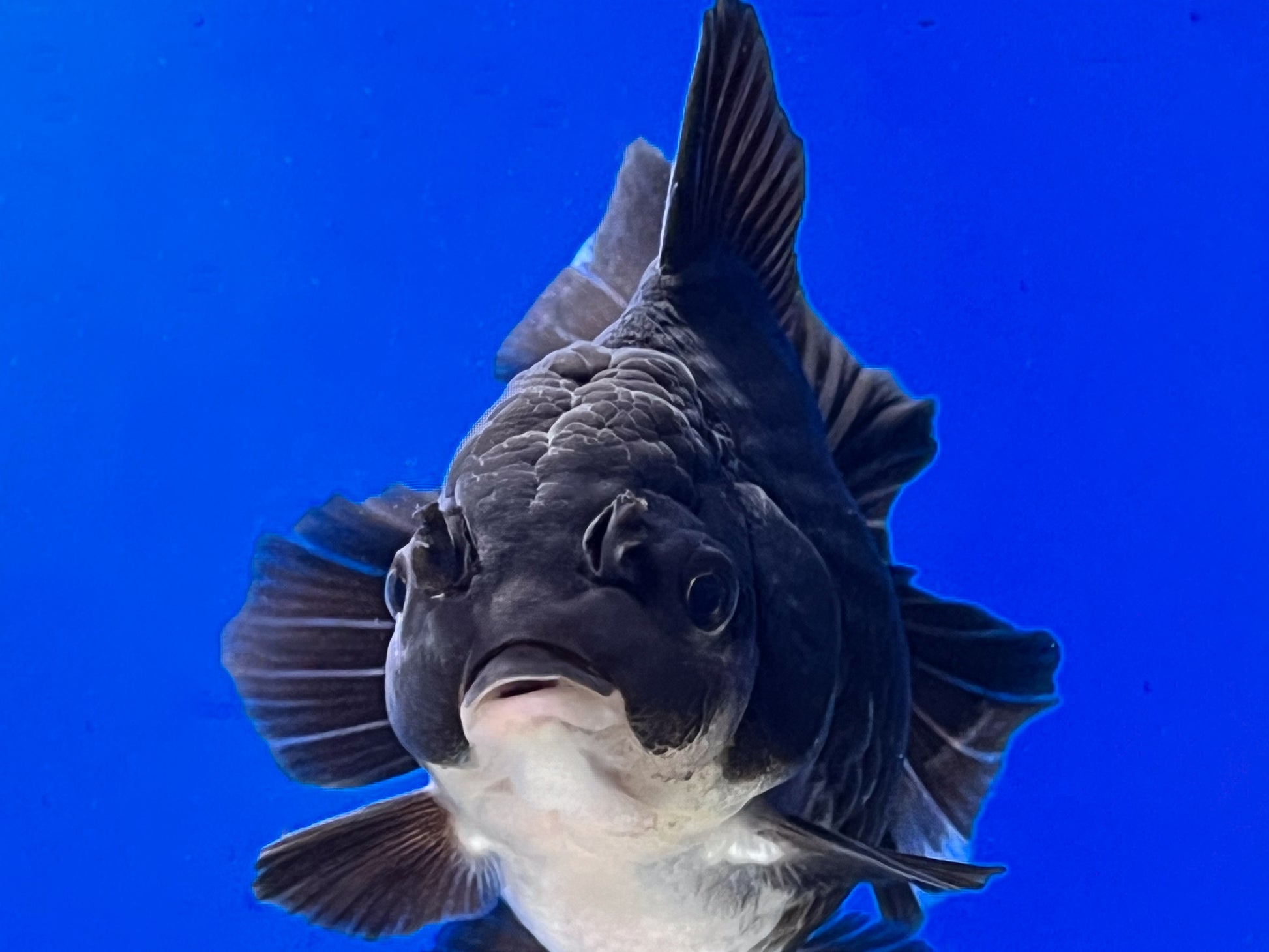 Oranda Goldfish for Sale