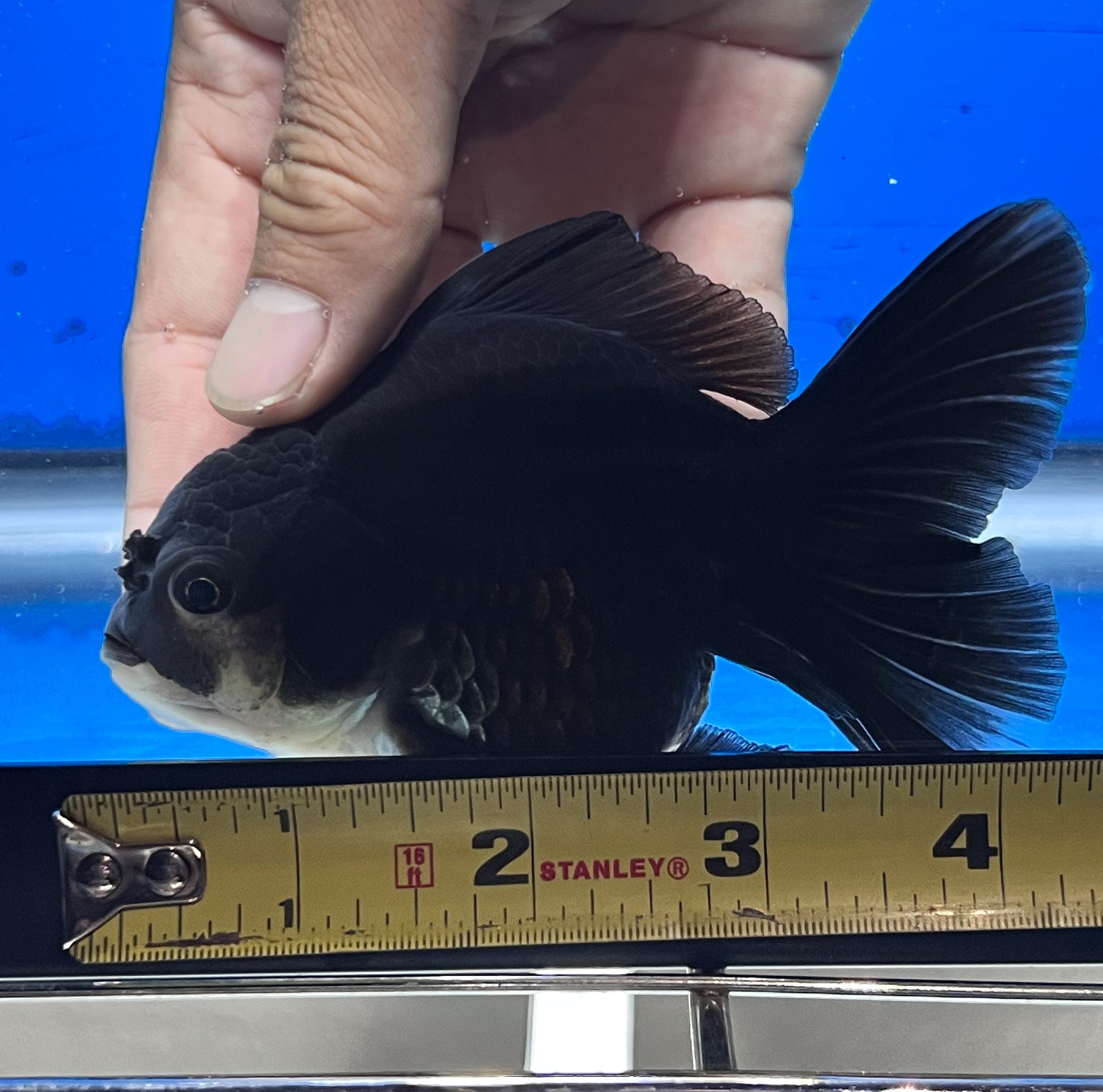 Oranda Goldfish for Sale