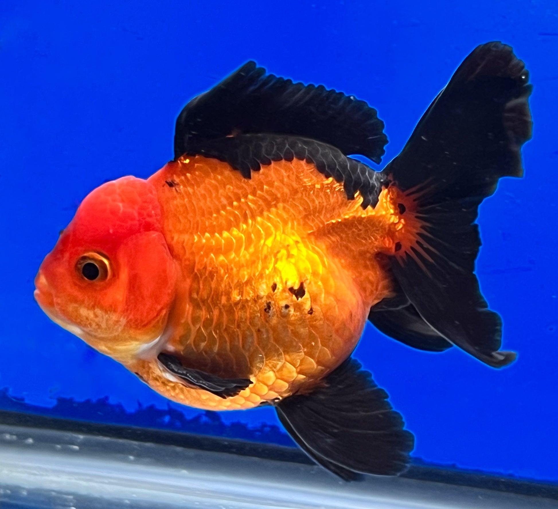Apache Oranda Goldfish 