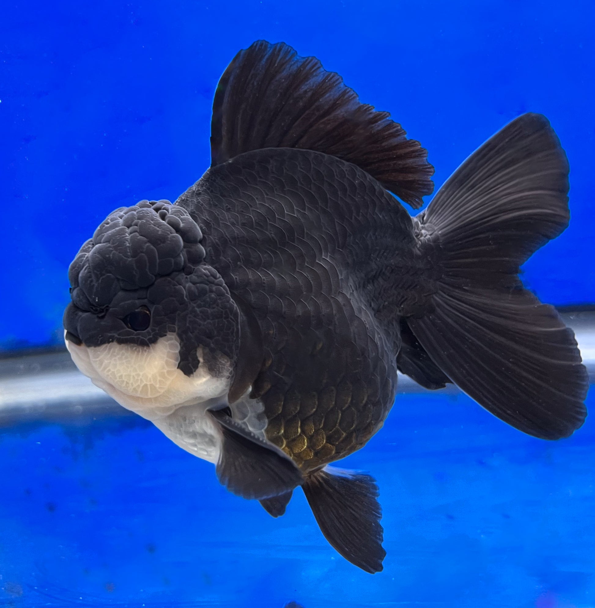 Panda Goldfish for Sale