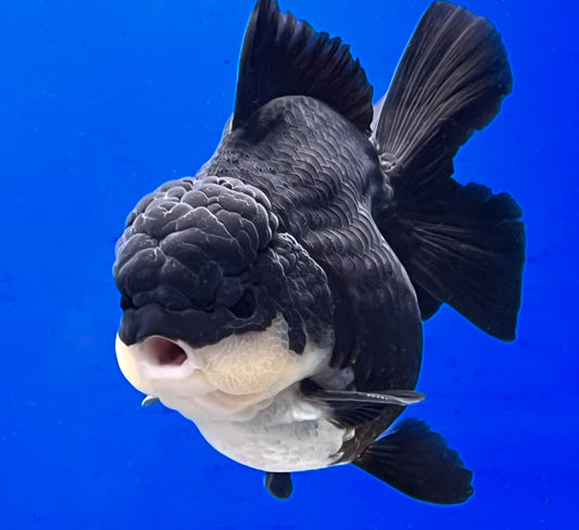 Panda Goldfish for Sale