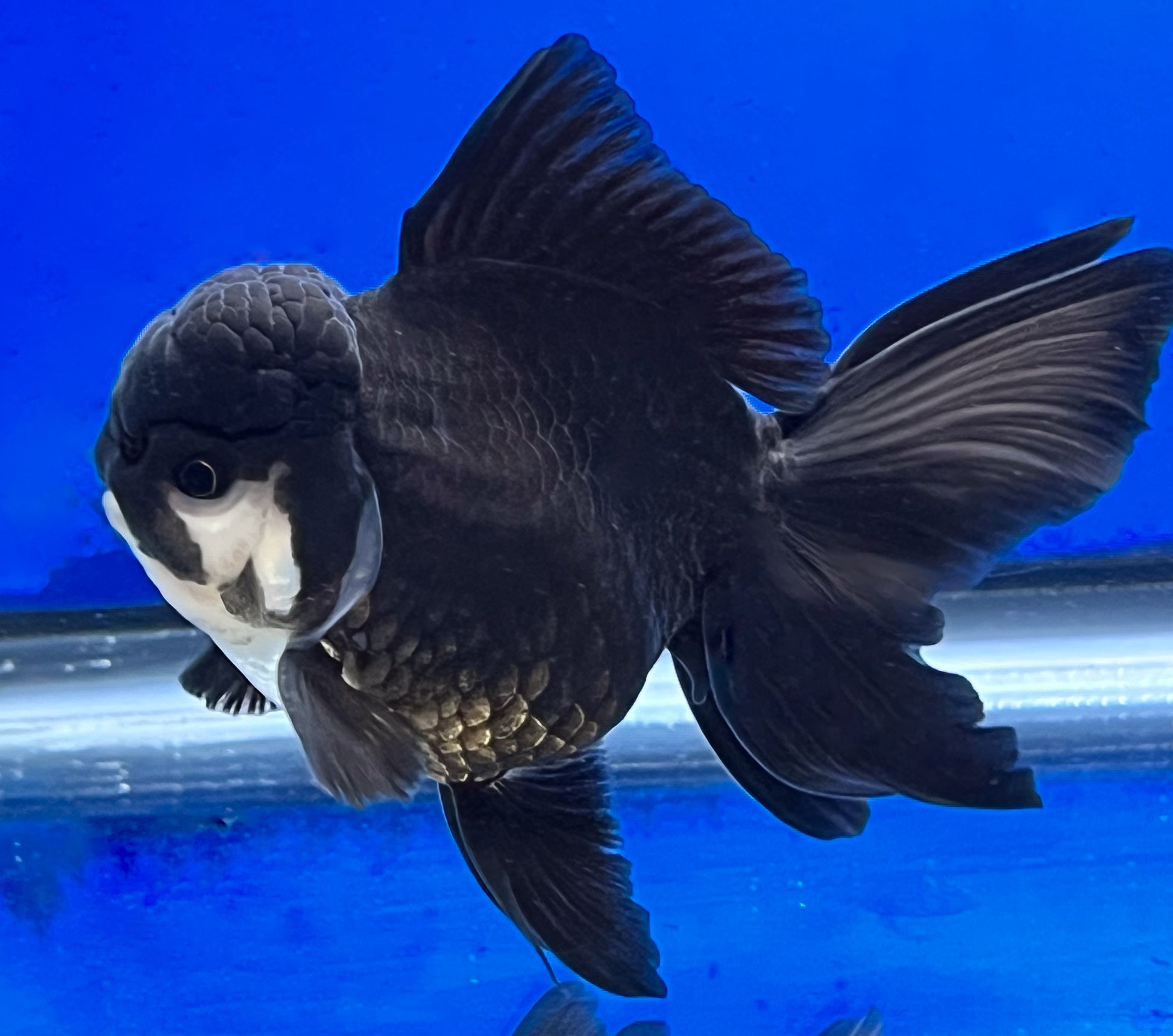 Black Oranda Goldfish 