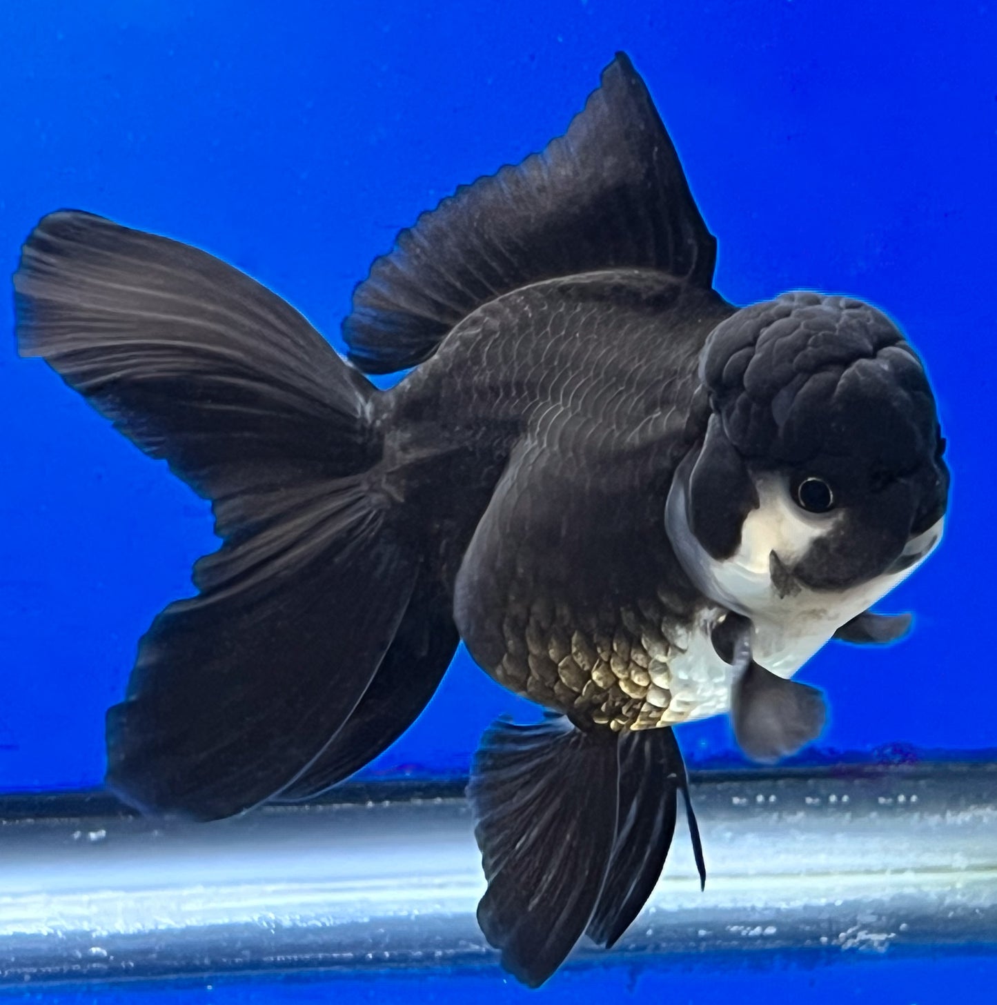 Black Oranda Goldfish 