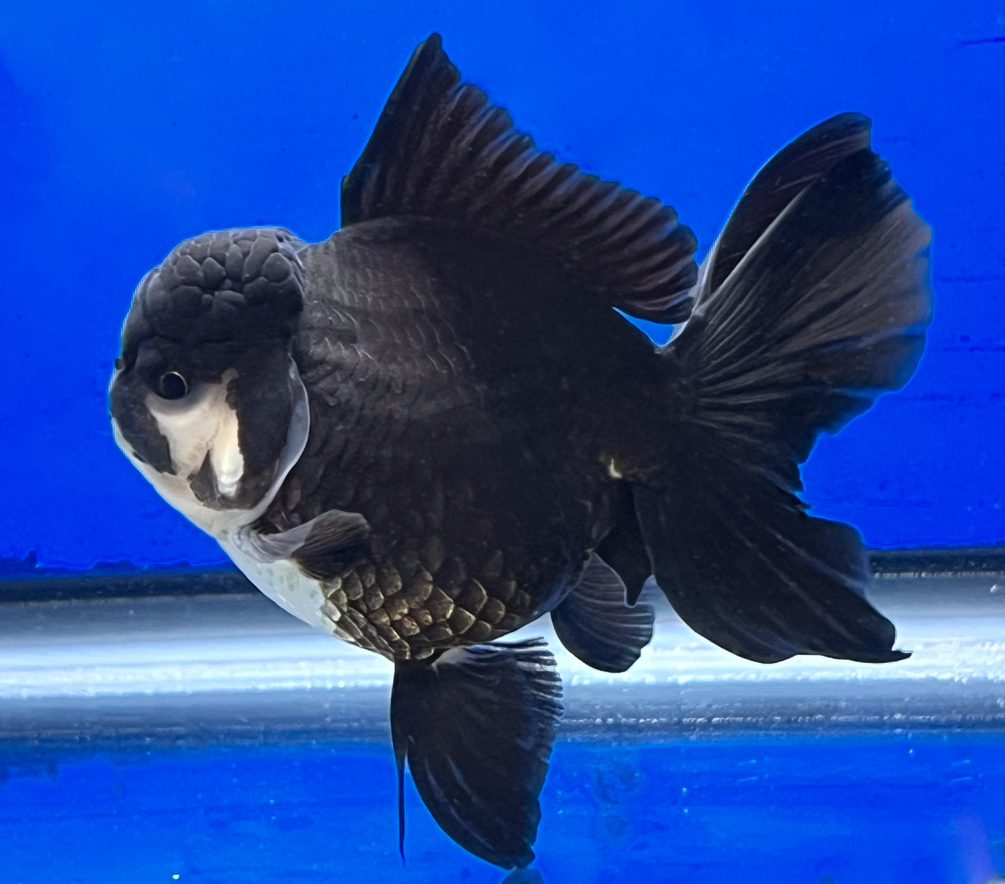 Black Oranda Goldfish 