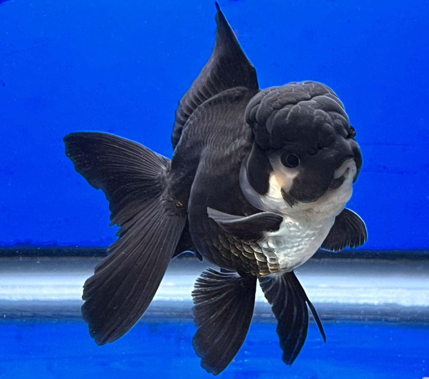 Black Oranda Goldfish 