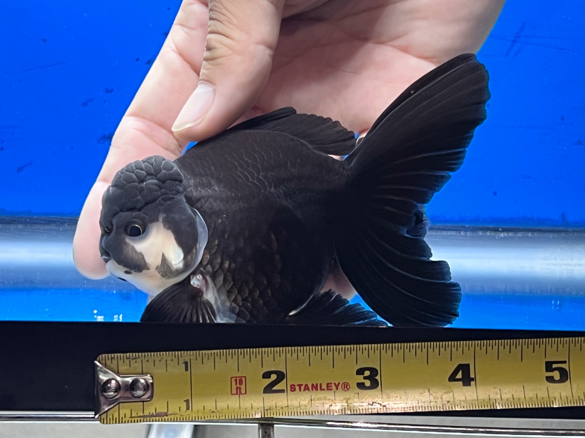 Black Oranda Goldfish 