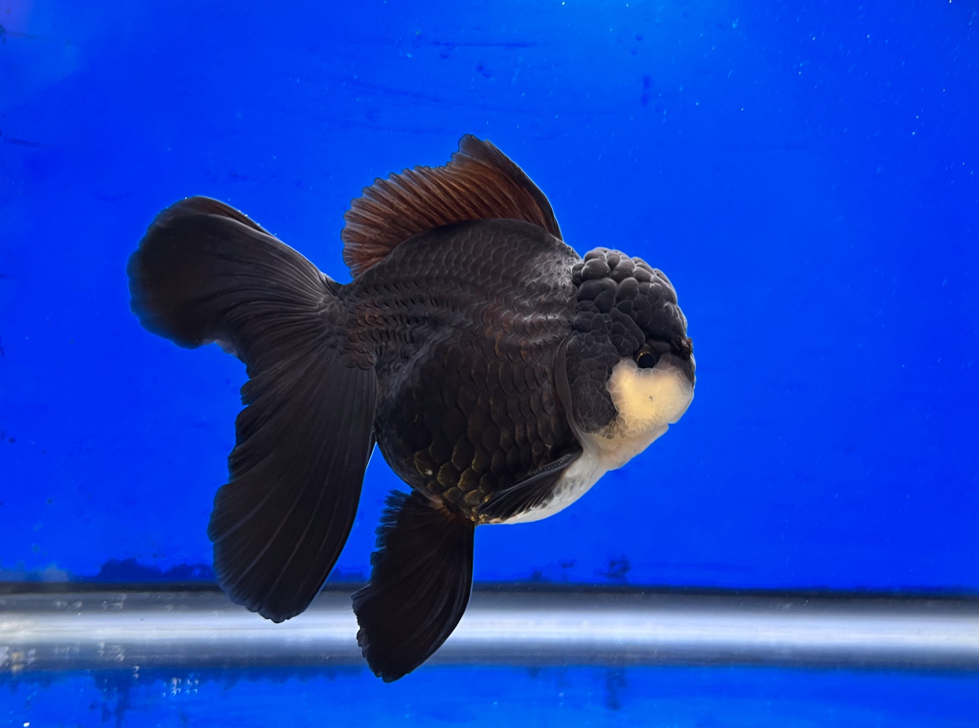 Panda Oranda 4 - 4.5 inches