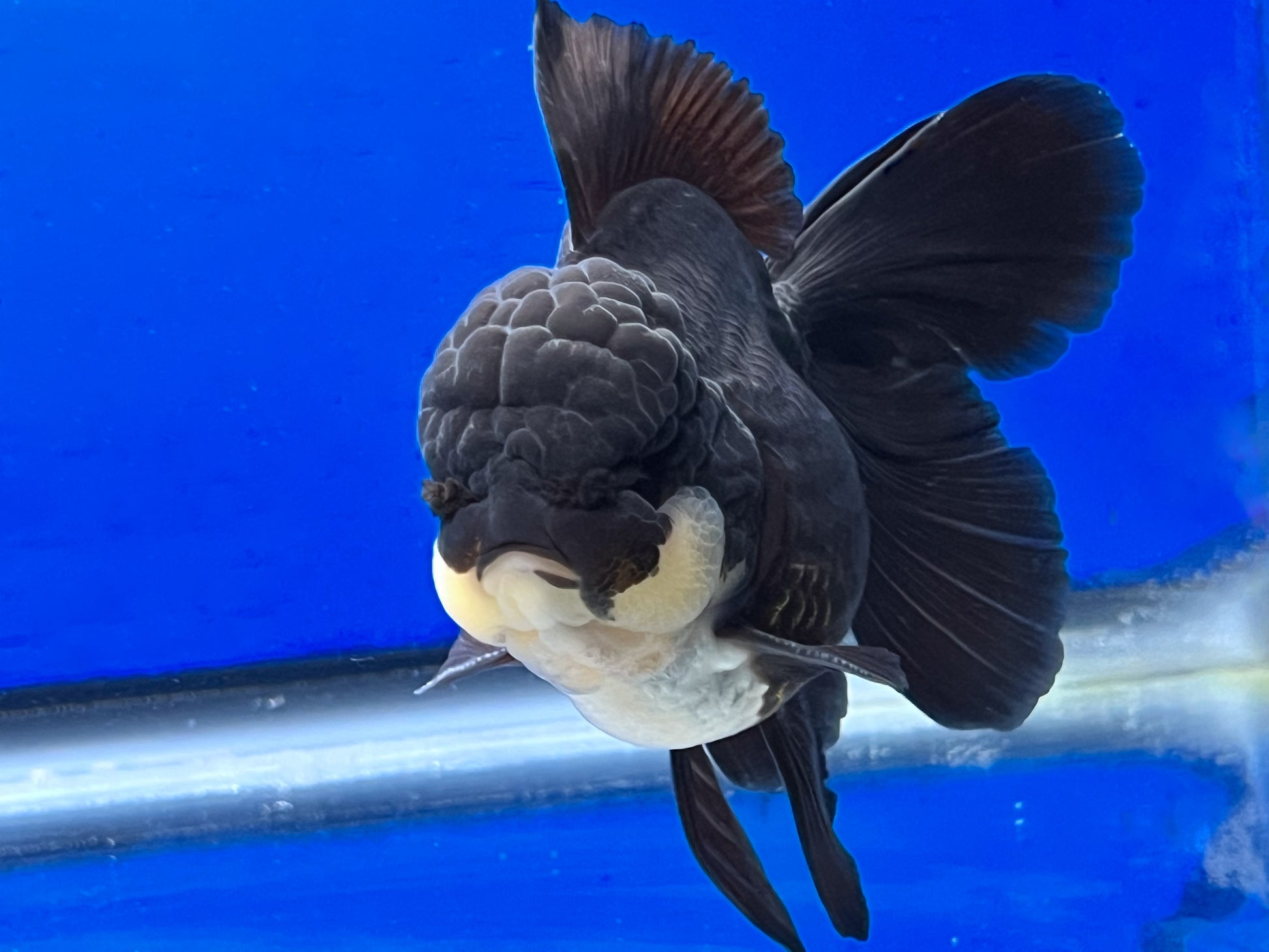 Panda Oranda 4 - 4.5 inches