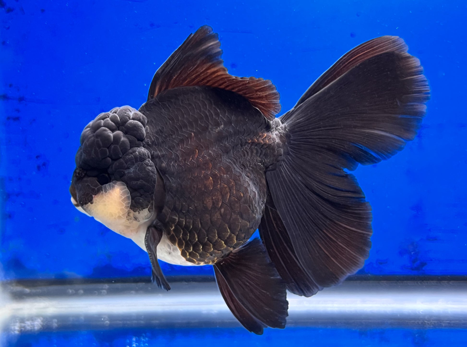 Panda Oranda 4 - 4.5 inches