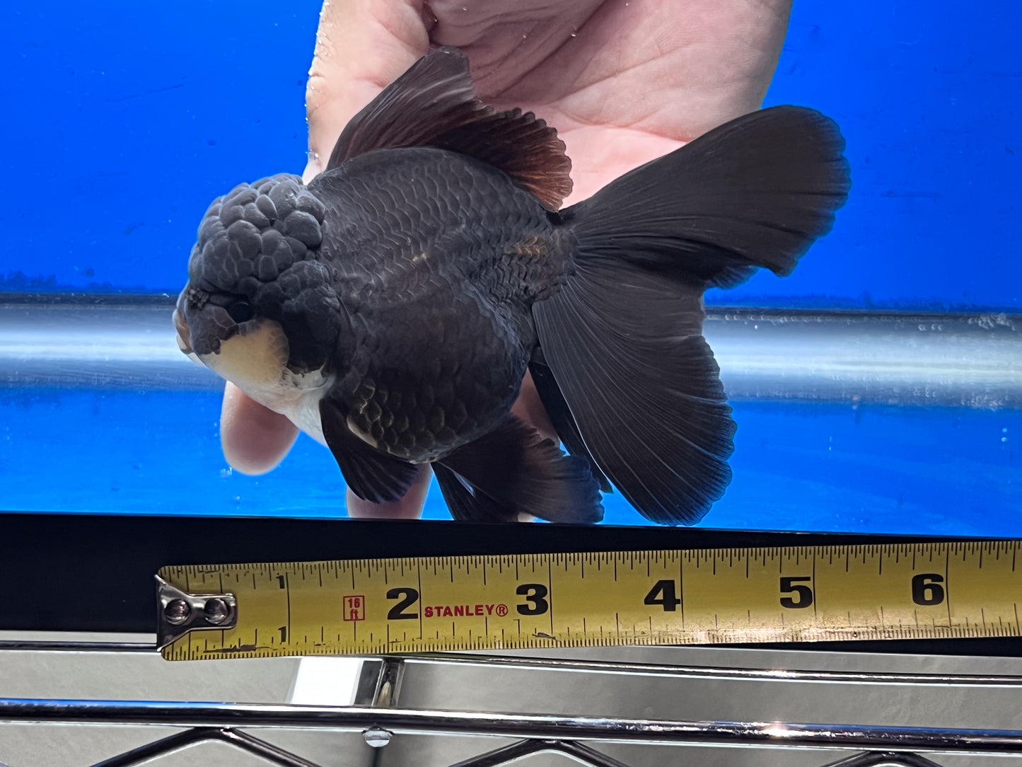 Panda Oranda 4 - 4.5 inches