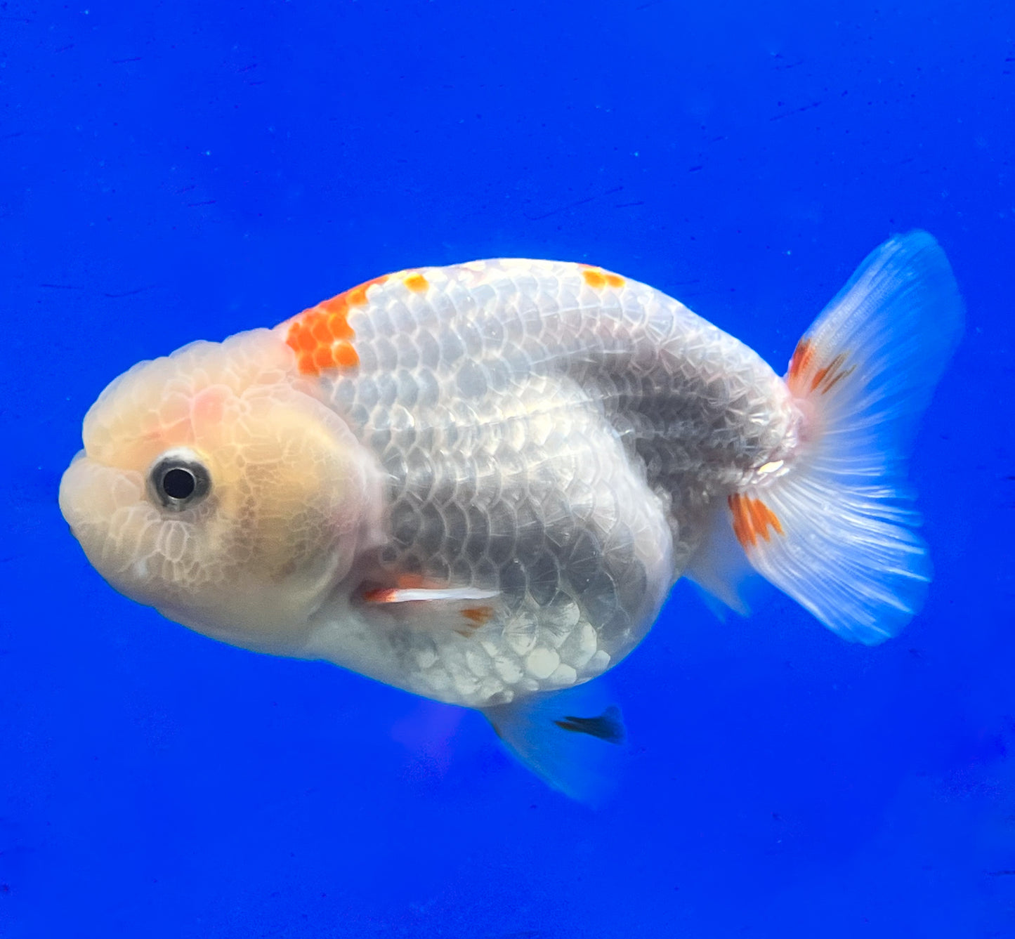 Red and White Ranchu Goldfish 