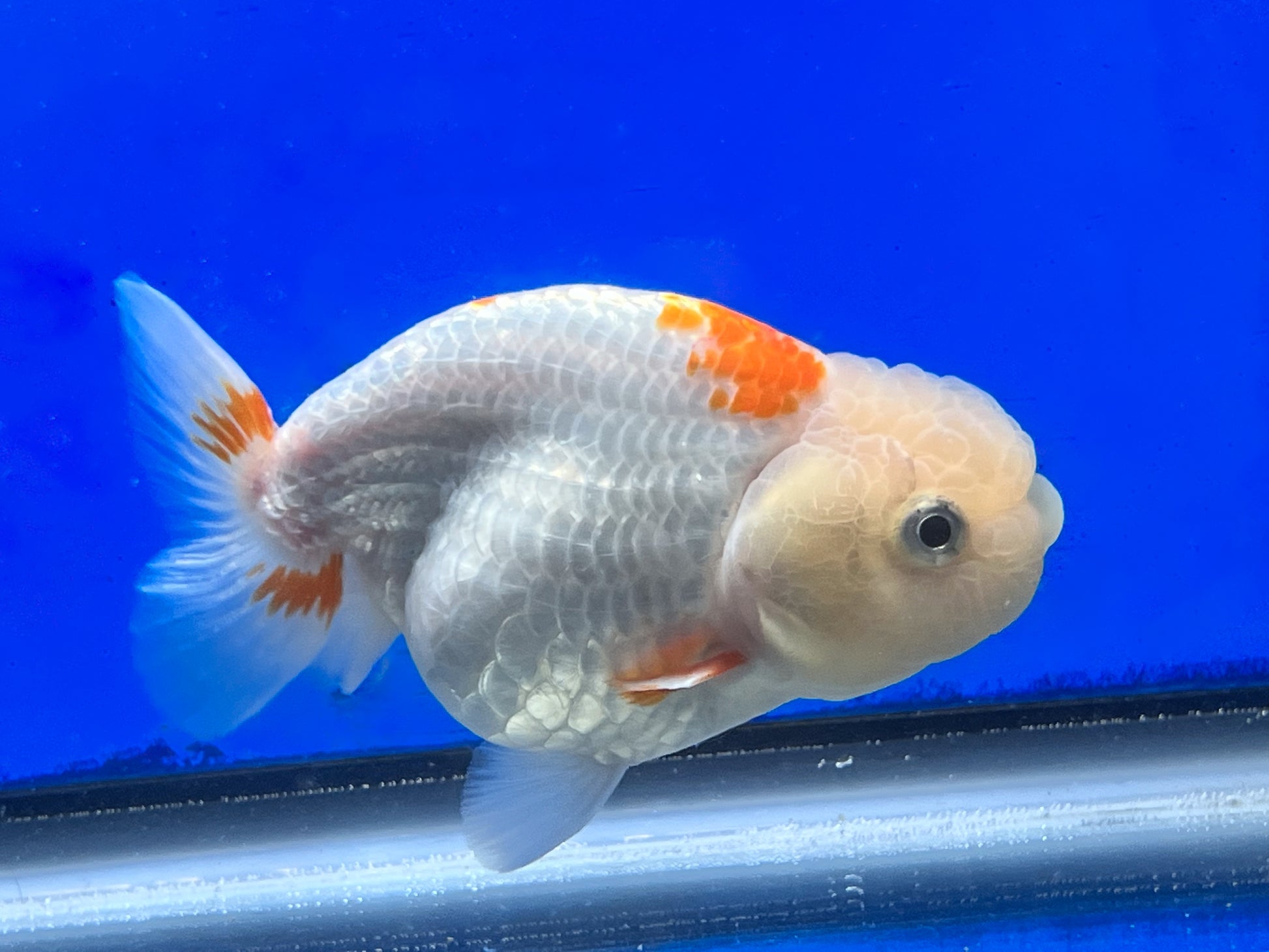 Red and White Ranchu Goldfish 