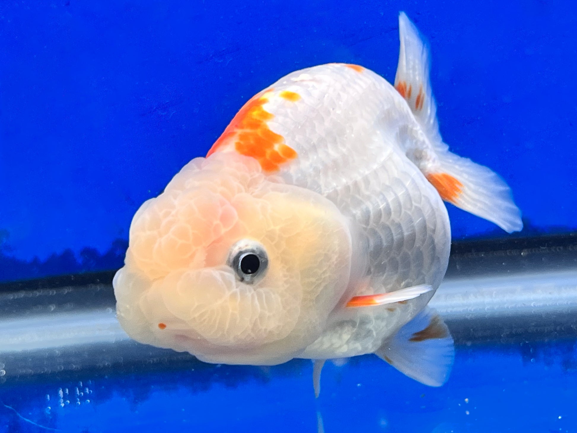 Red and White Ranchu Goldfish 